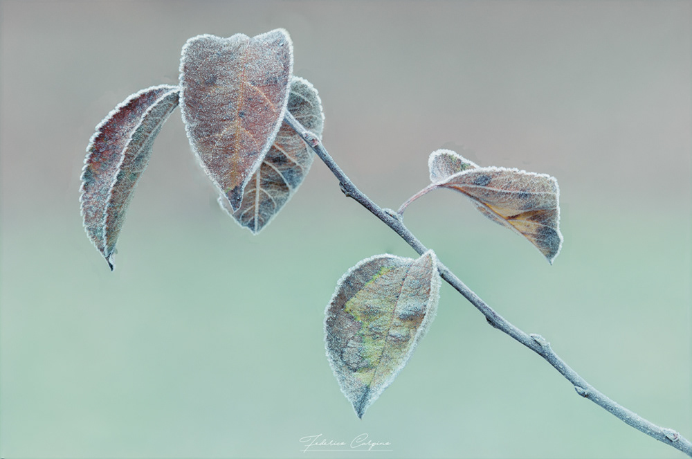 A winter's conversation 12.2024