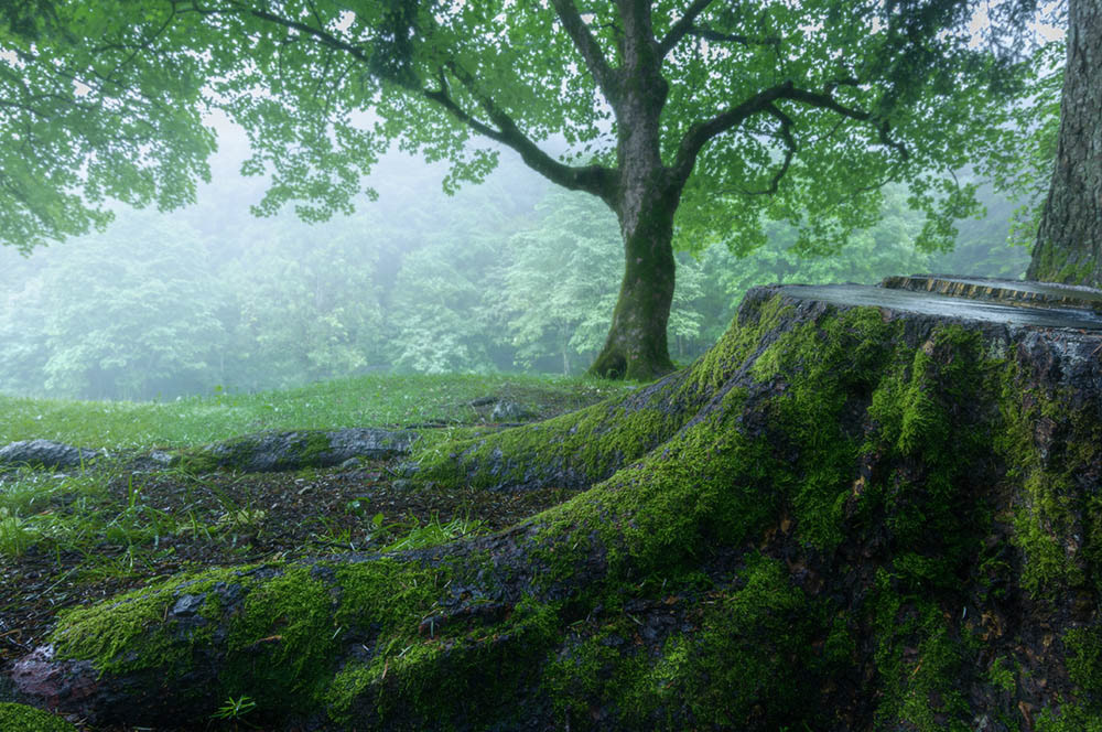 La pioggia nel bosco - 05.2022