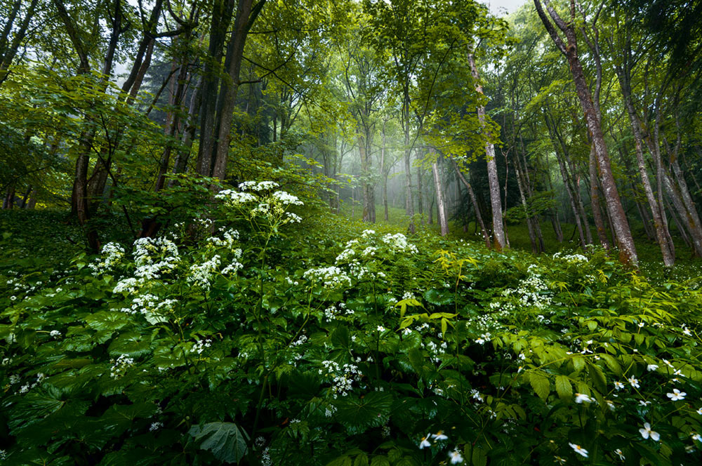 Primavera nel bosco - 05.2023