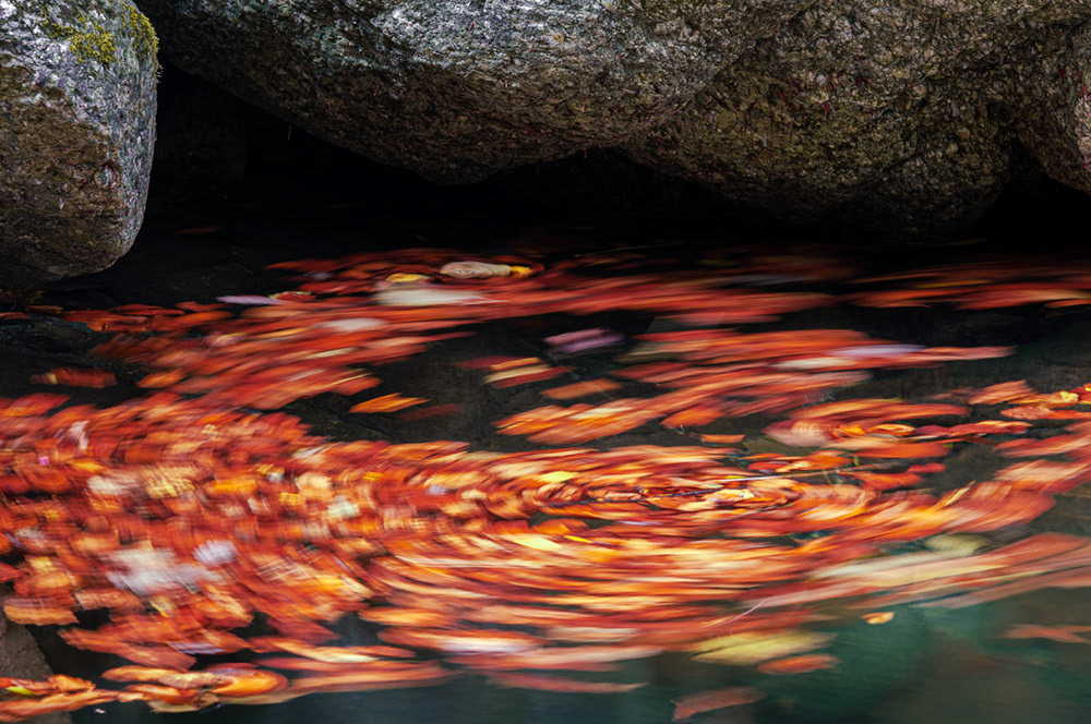 Vortex leaves - 10.22