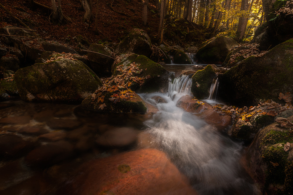 Autunno nel bosco - 10.2021