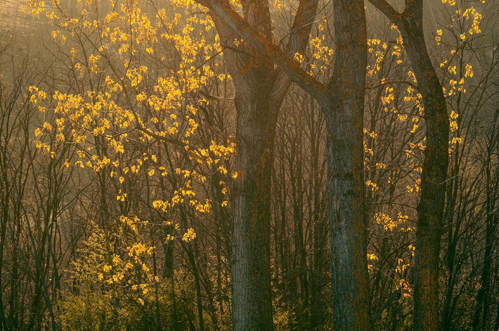 Evening Trees - 04.23