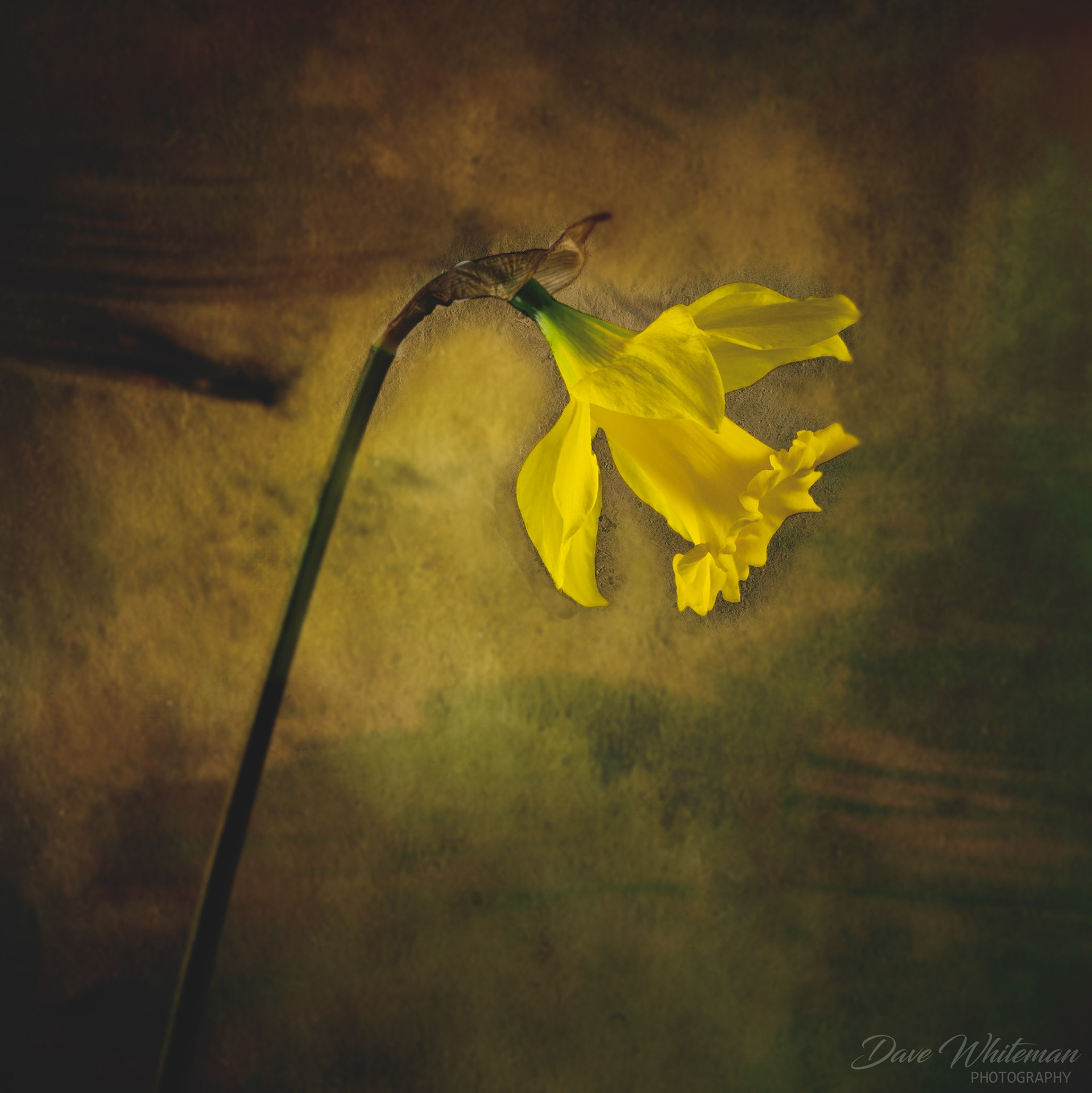 Daffodil under stress