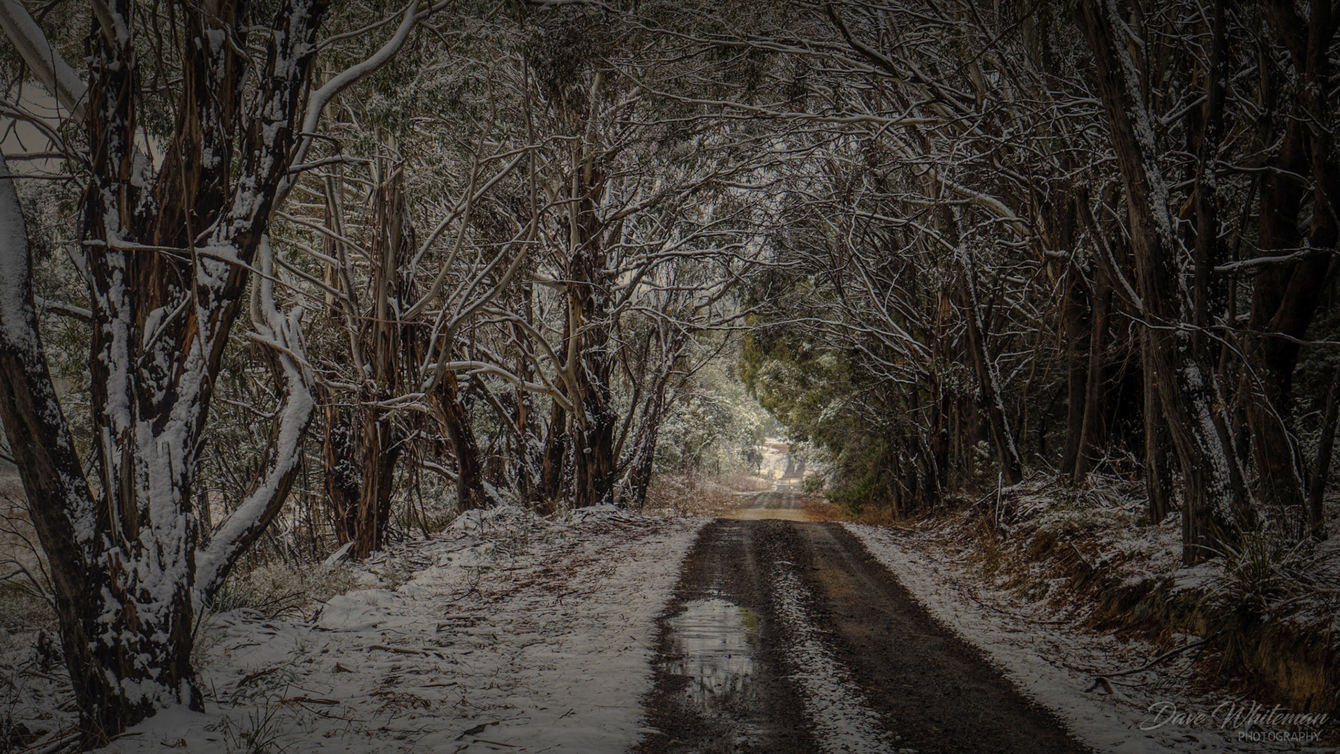 The stillness of a bush track after snow in the Australian bush.
