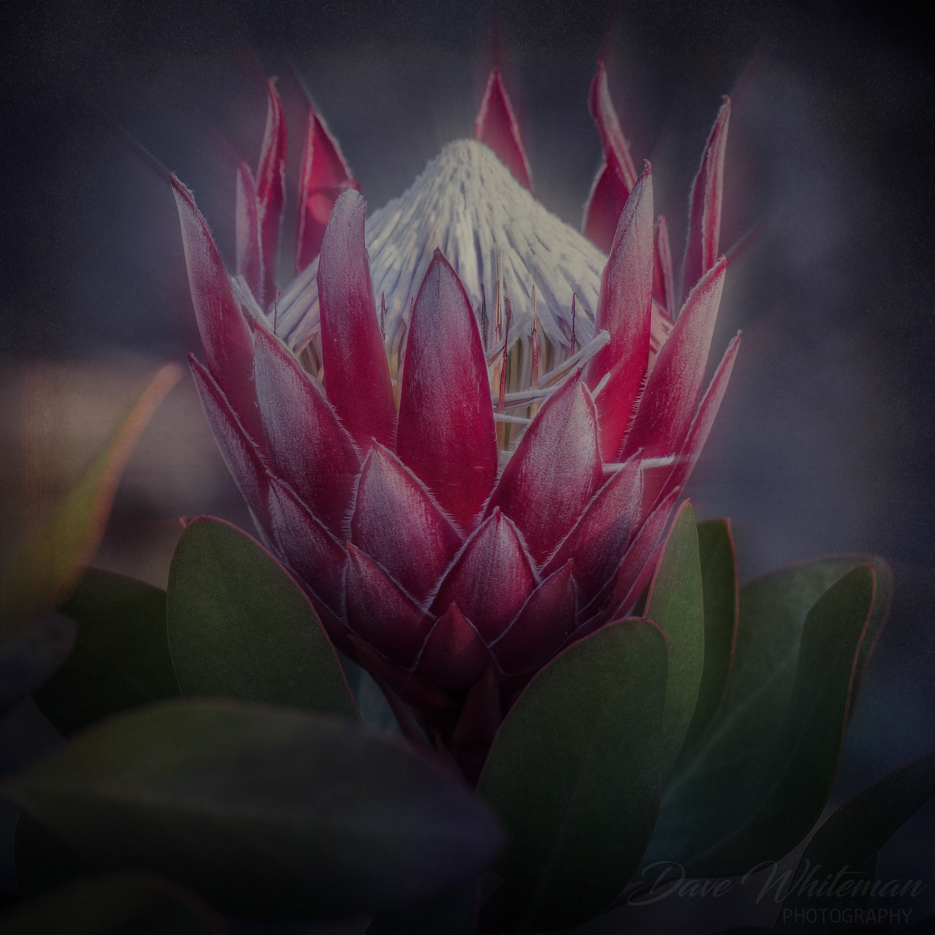Protea about to explode in colour at Mt Tomah Botanical Gardens.