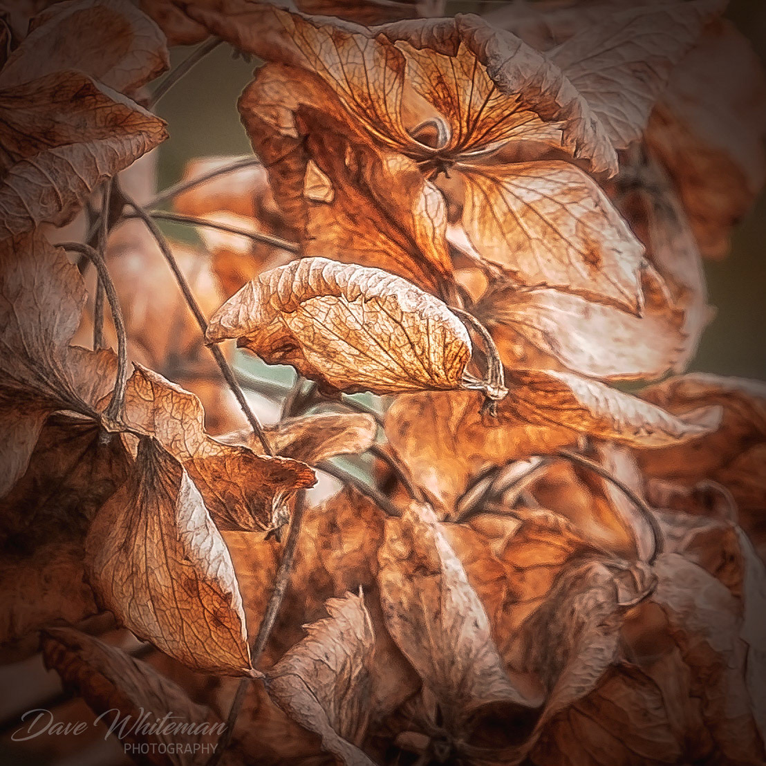 The last of the Autumn colour at Mt Tomah Botanical Gardens.