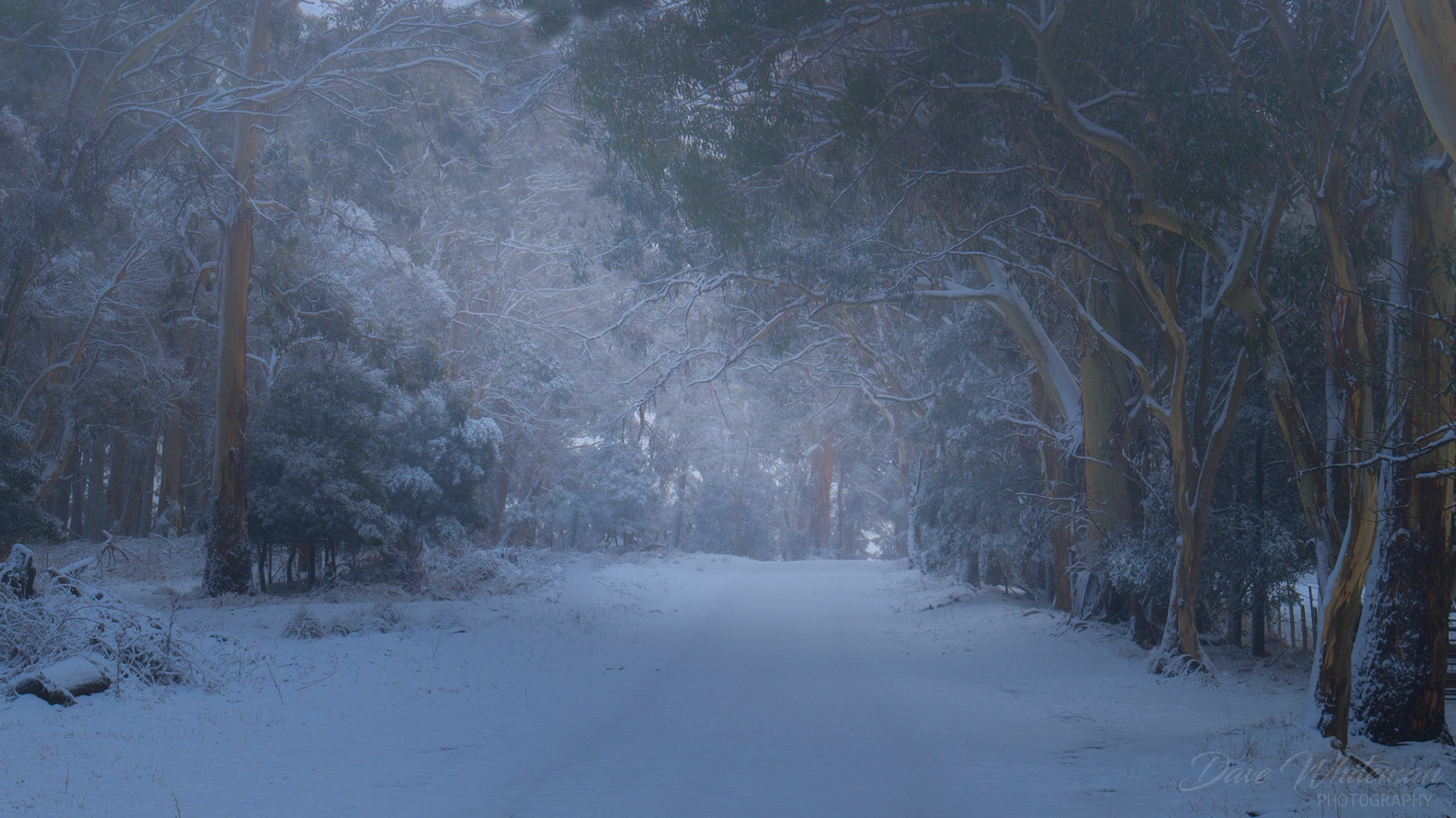 Fresh snow falling on Ginkin Valley Road in the Central Tablelands of NSW