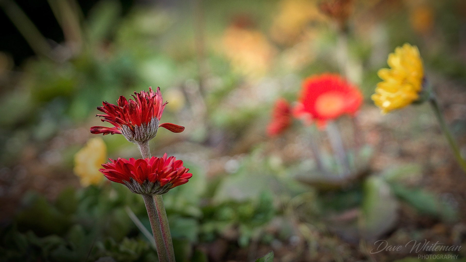 Two delightful gerberas enjoying the Winter sun at Mt Tomah Botanical Gardens