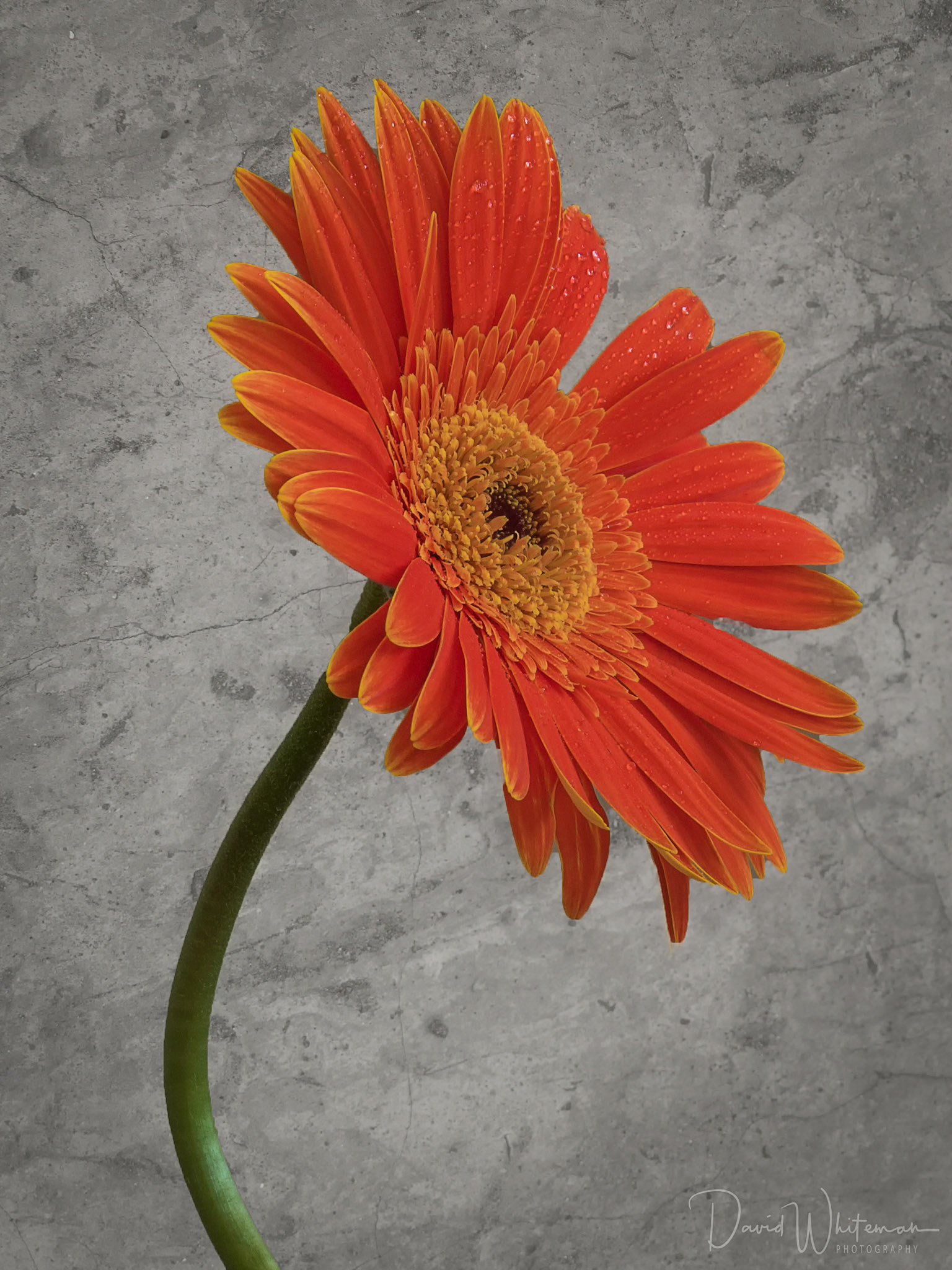 Gerbera or African Daisy