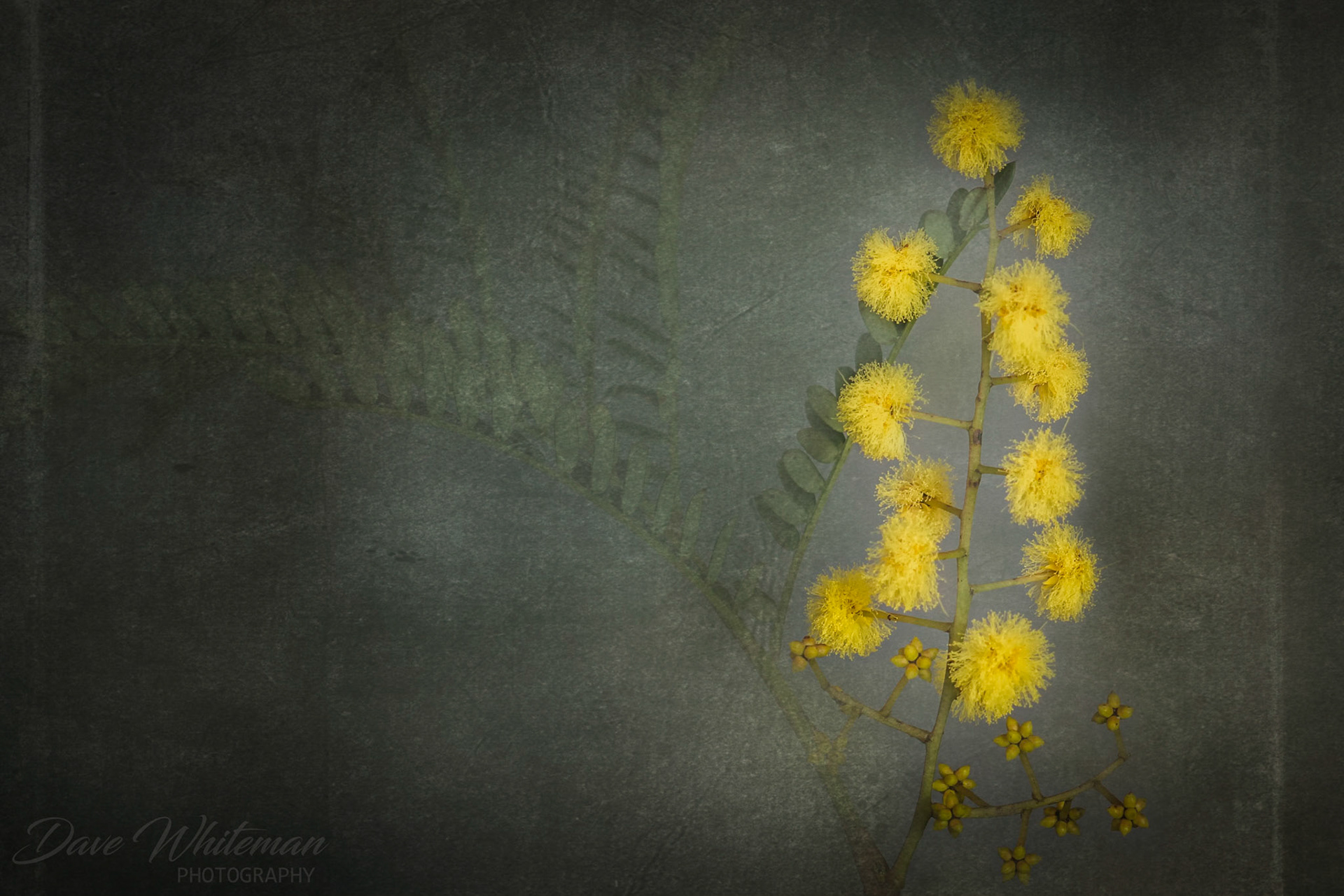 Wattle....The National flower of Australia and this is the Cootamundra Wattle.