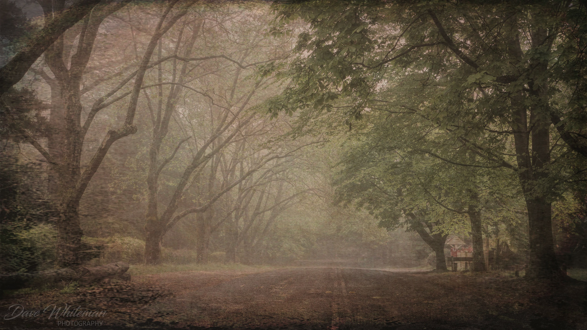 A misty morning along The Avenue Mount Wilson