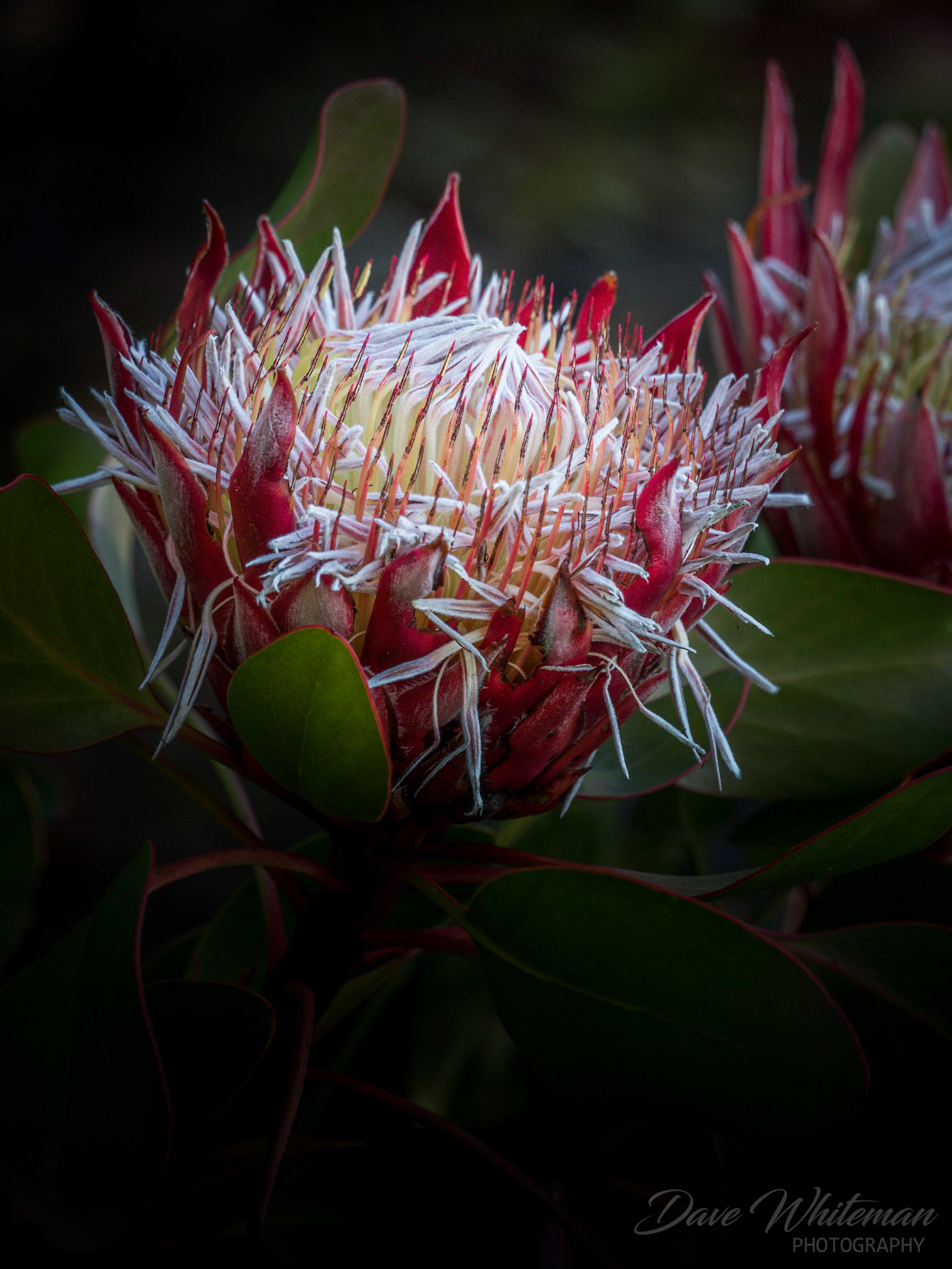 Protea at Mt Tomah Botanical Gardens