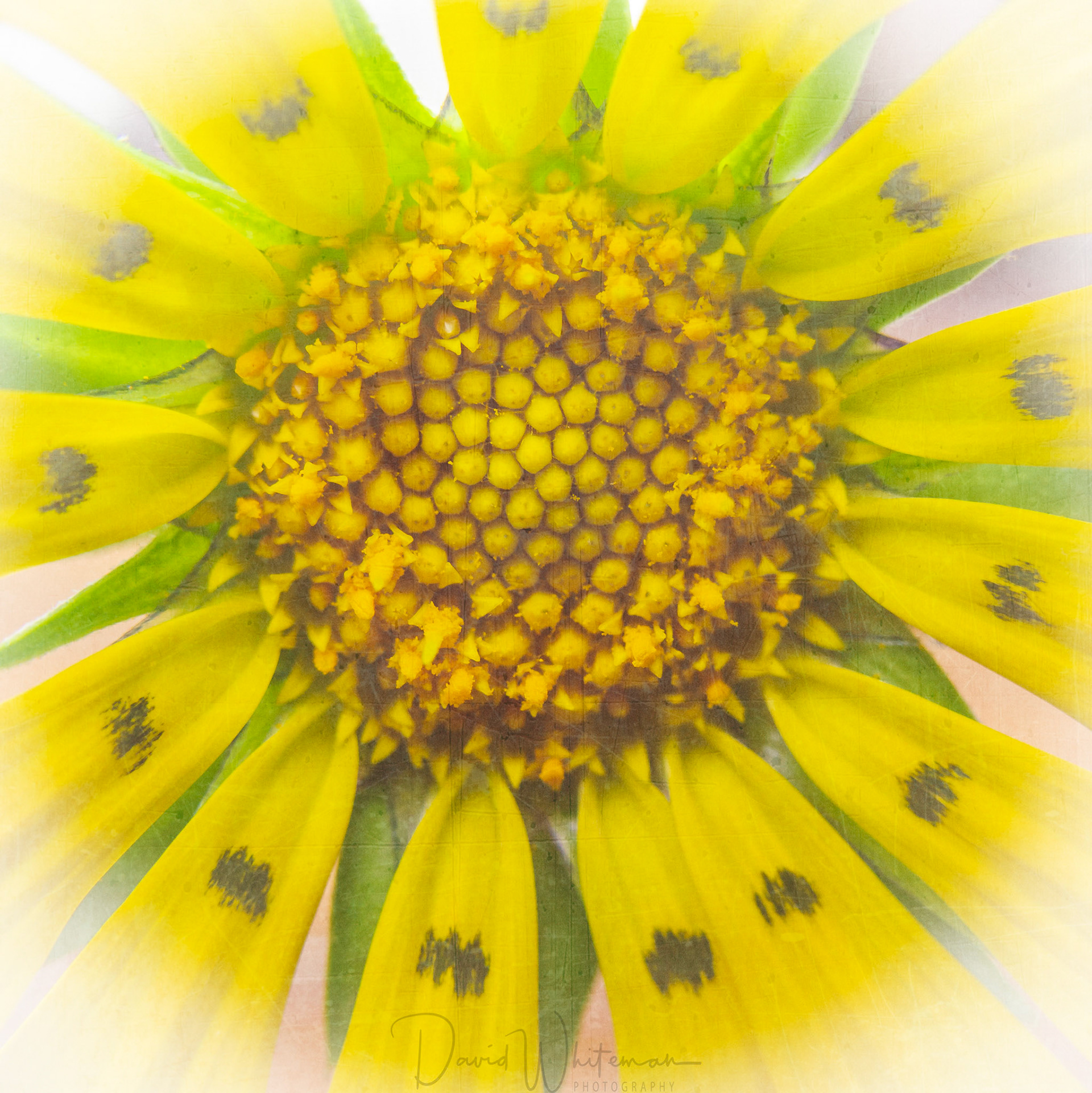Gazania from my garden.