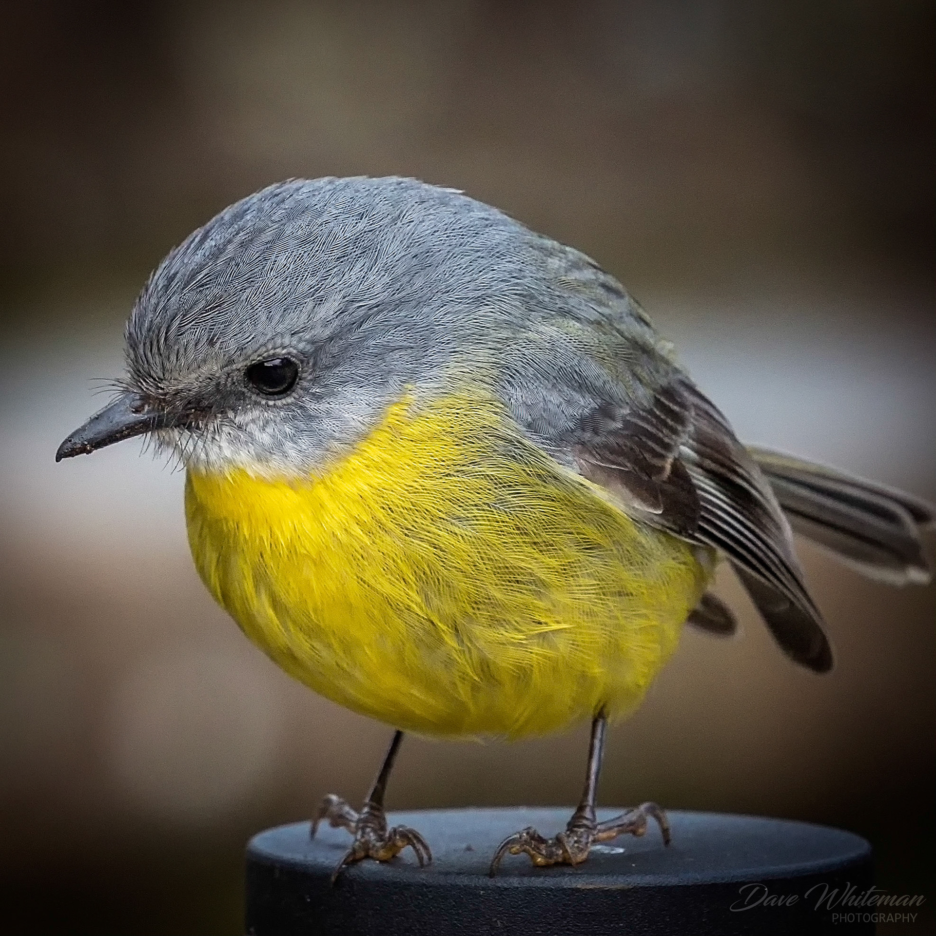 A curious visior while photographing Winter flowers at Mt Tomah.