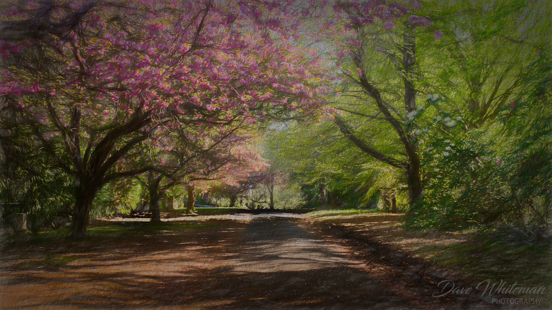 Spring blossoms along Queens Avenue Mt Wilson