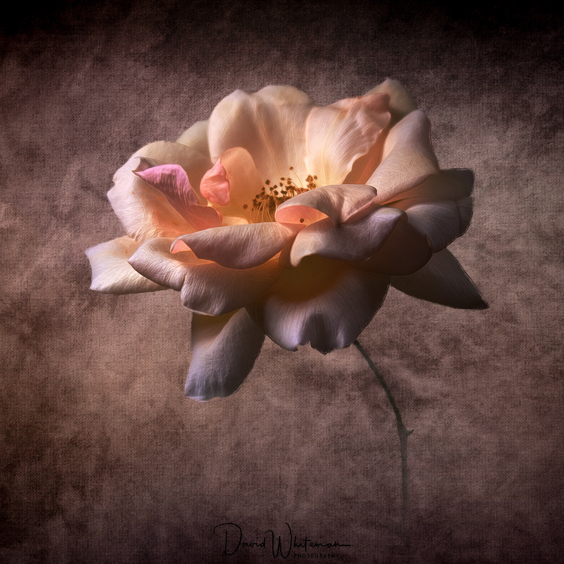 Crepuscule Rose