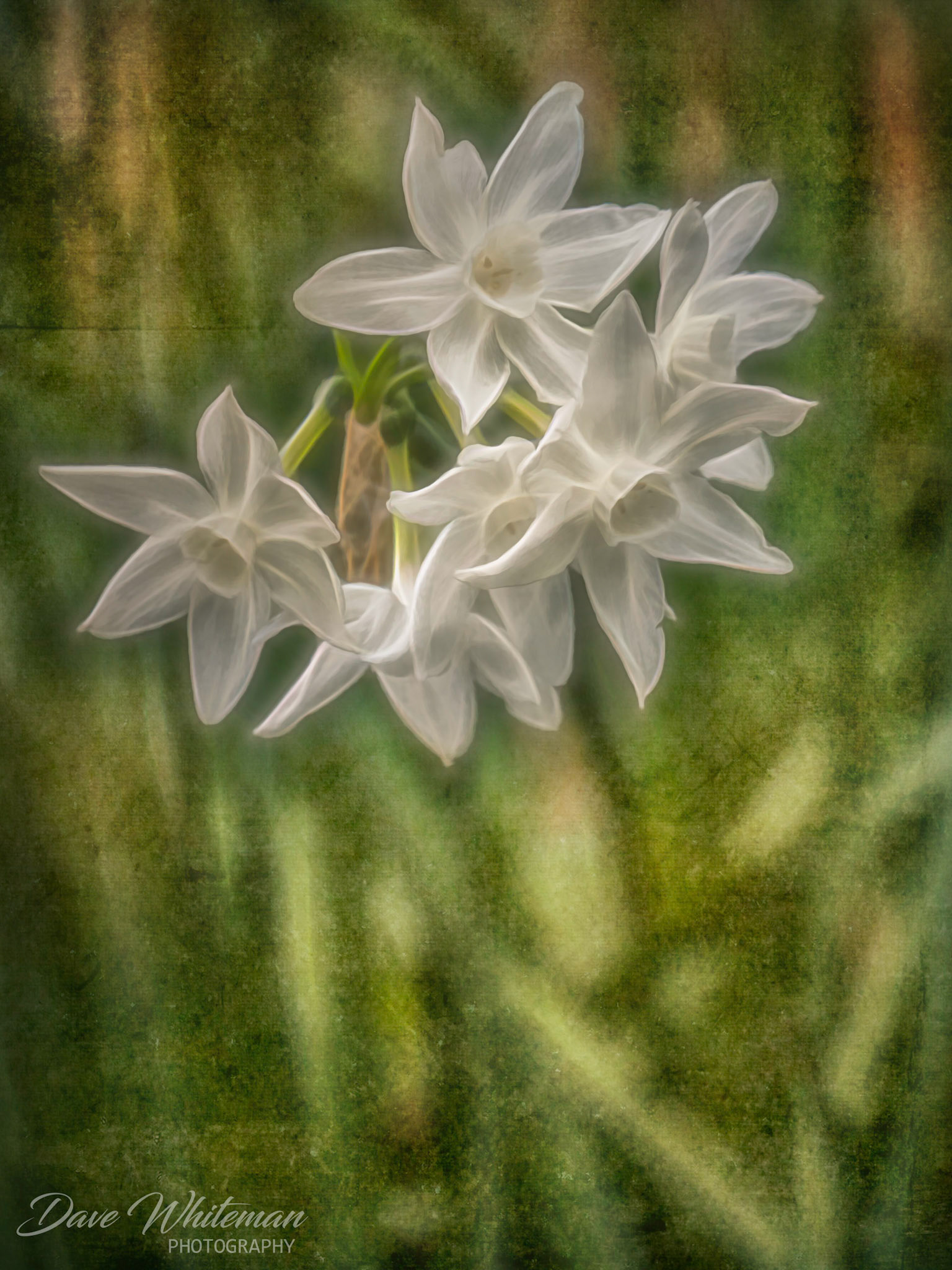 Jonquils in late Winter at Mt Tomah botanical gardens.
