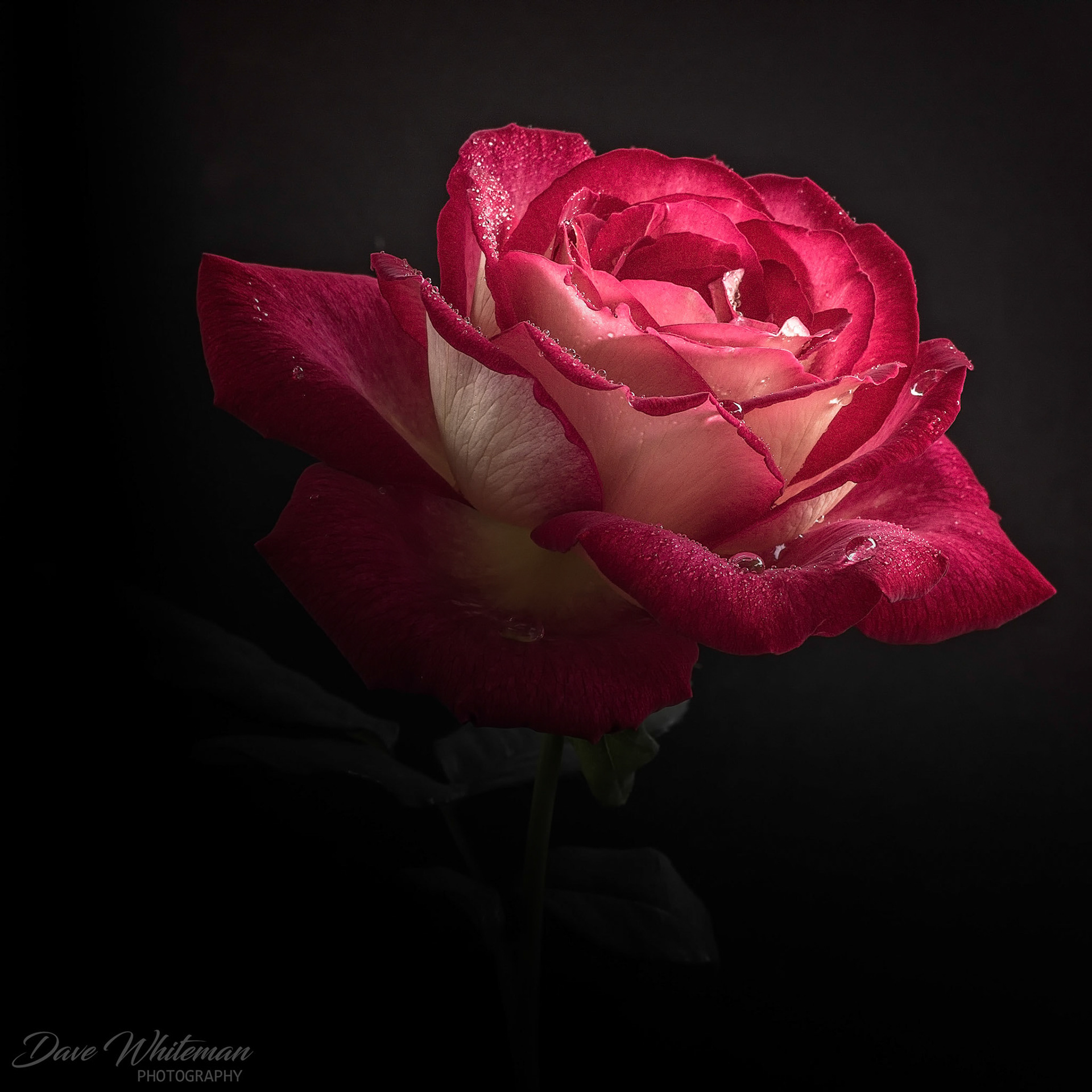 The last flush of roses in my garden for the season.