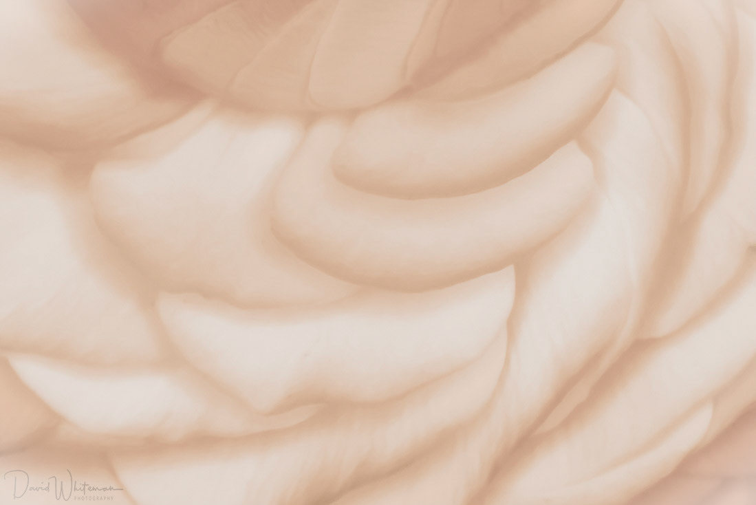 Rununcula basking in the morning sun.