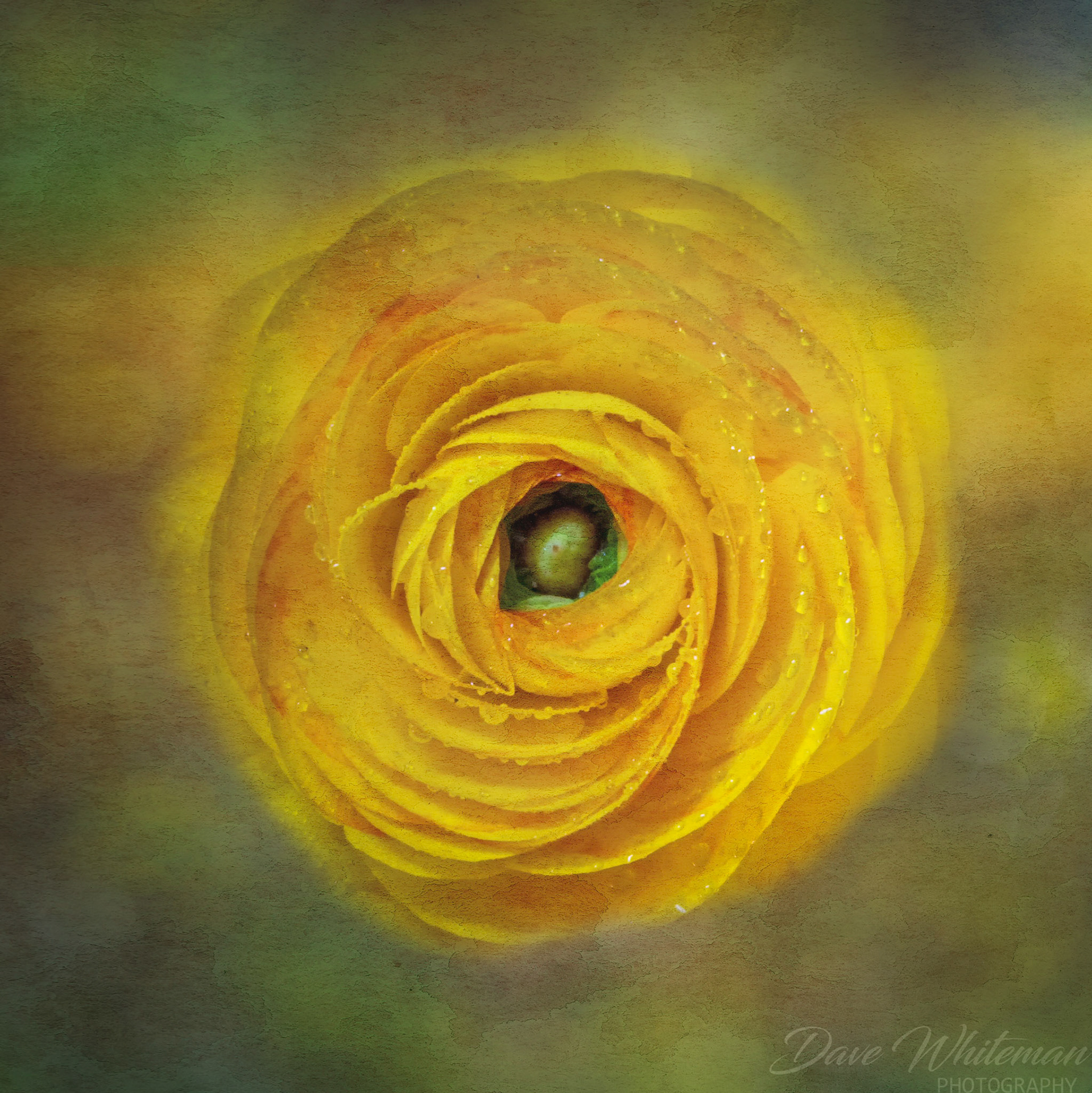 Rununcula basking in the afternoon sun.