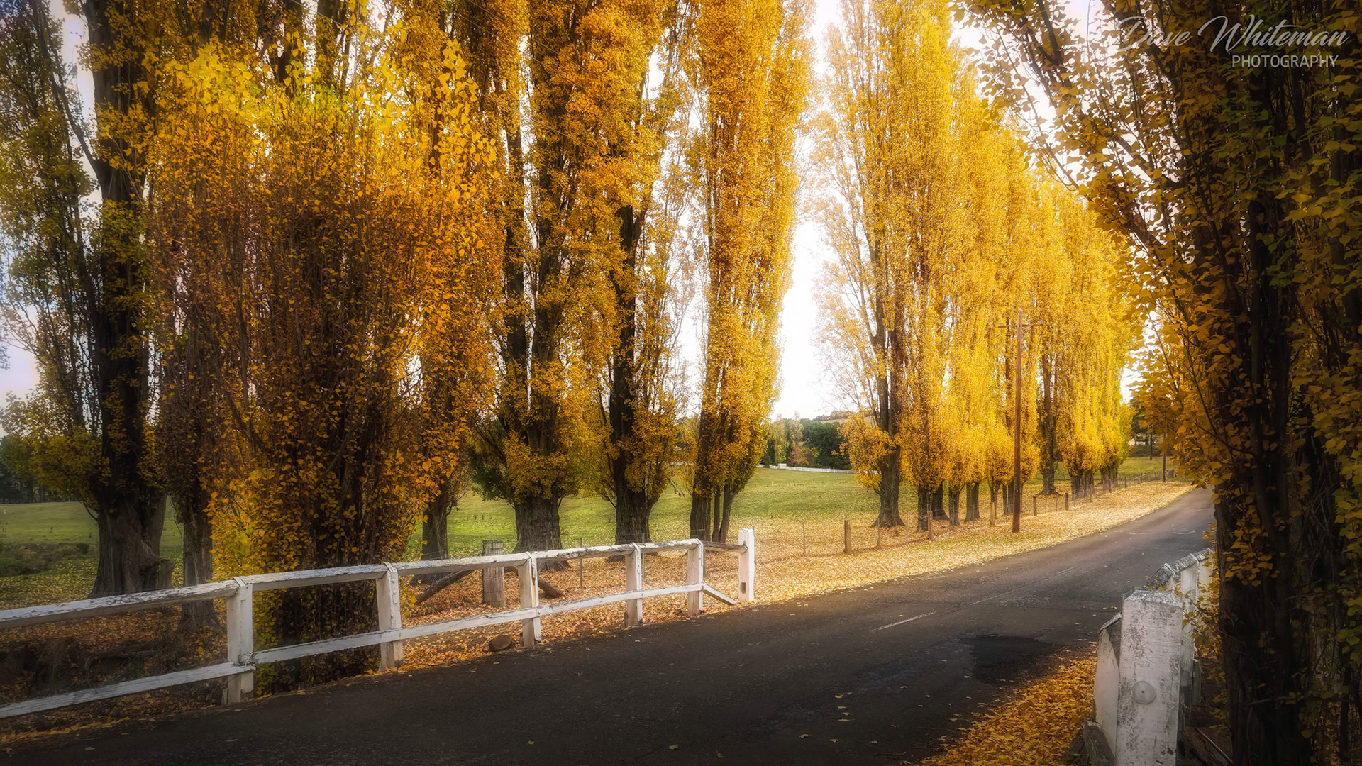 Autumn Poplars line the old highway at Meadow Flat.
