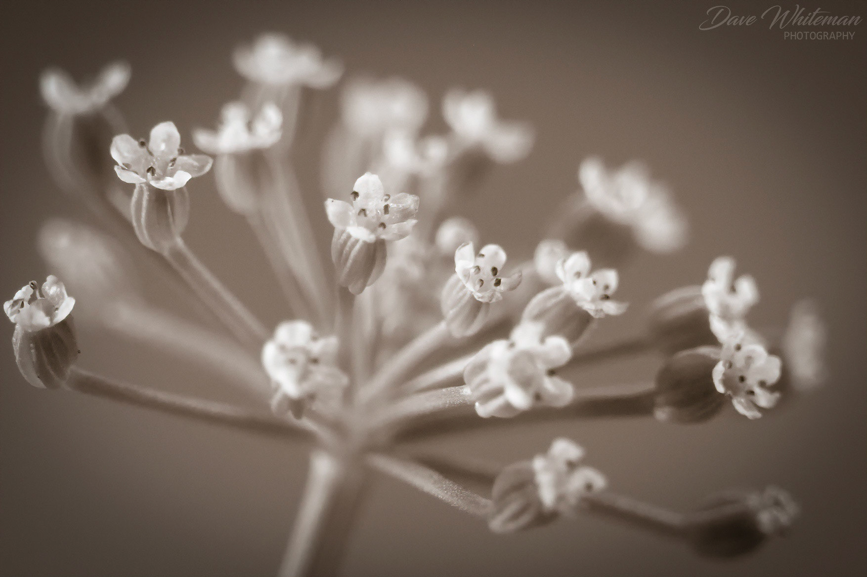 Dill flower head taken with extyension tubes. These small flowers are about 1mm wide.