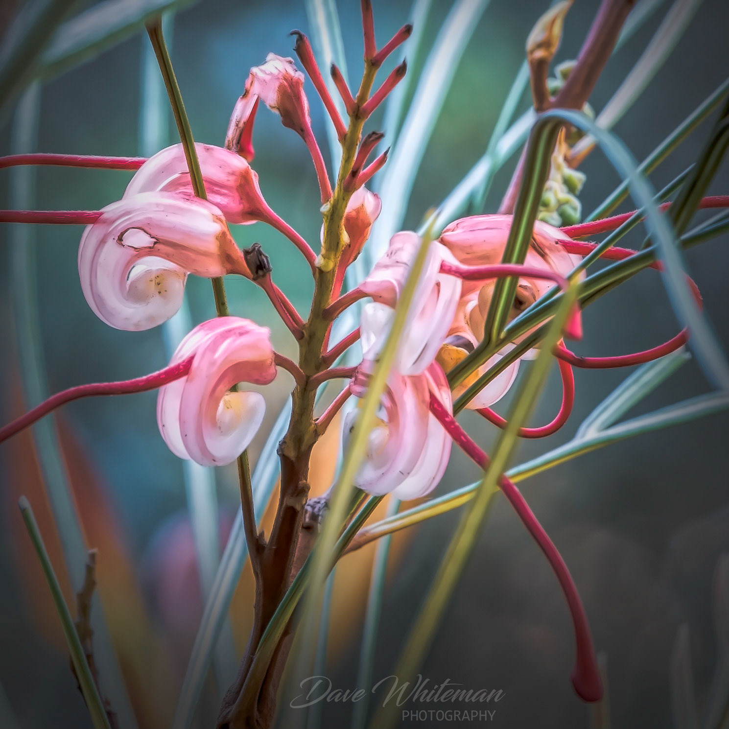 Grafted Grevillea.
