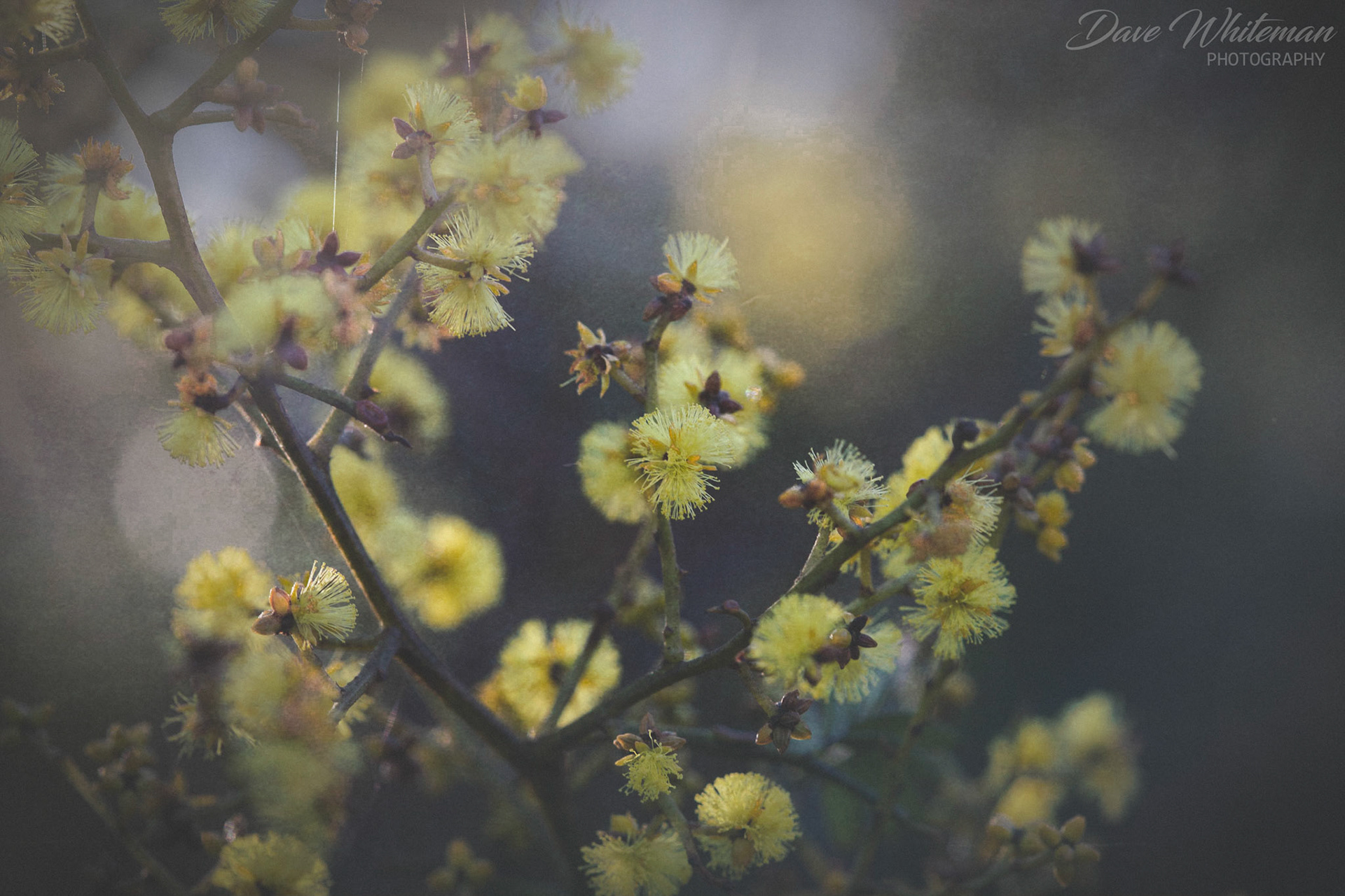 Acacia baileyana or Cootamundra Wattle blossoms in late Winte in the Blue Mountains
