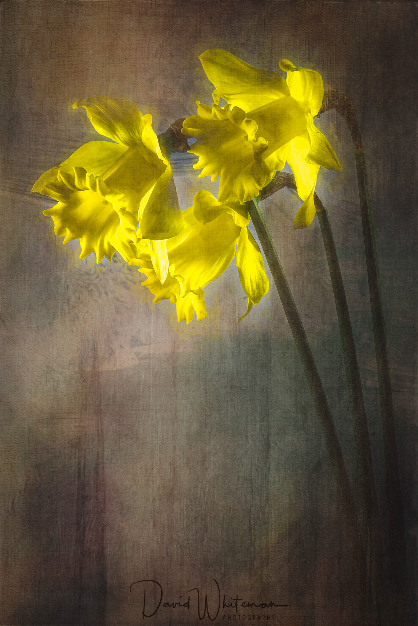 Daffodils on a Rainy Day