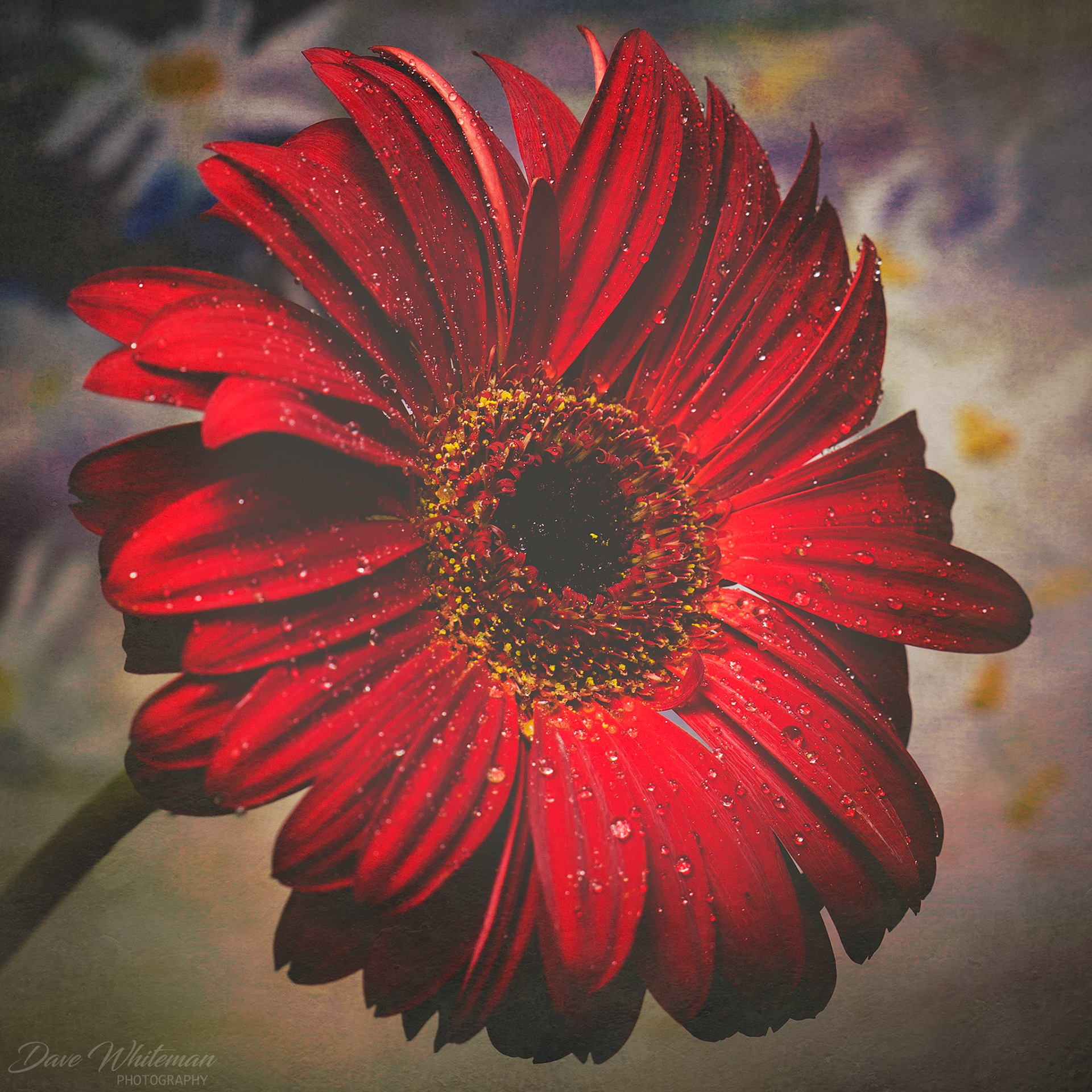 Gerber Daisy