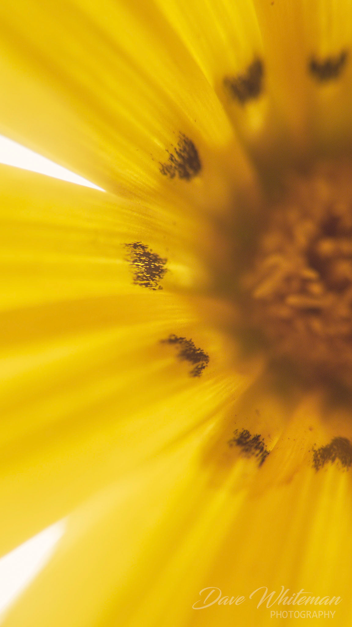 Gazania from Ivy's Garden.