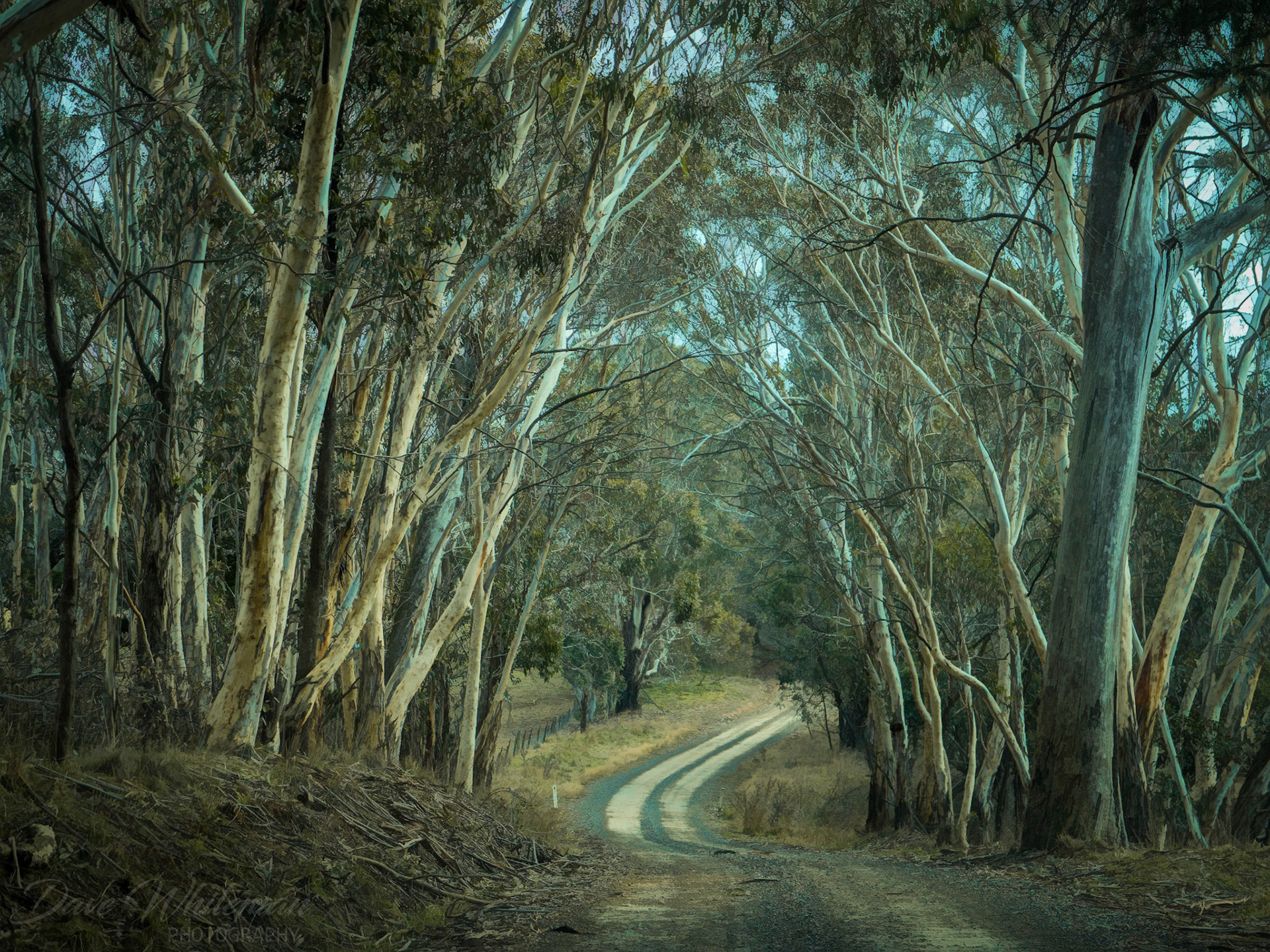Bush track near Mozart in the Central Tablelands of NSW