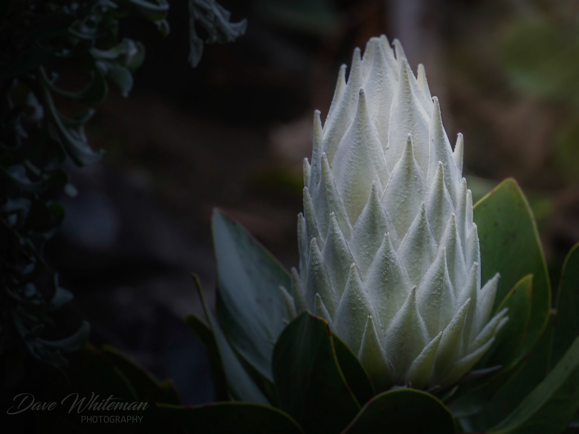 Mt Tomah Botanical Gardens