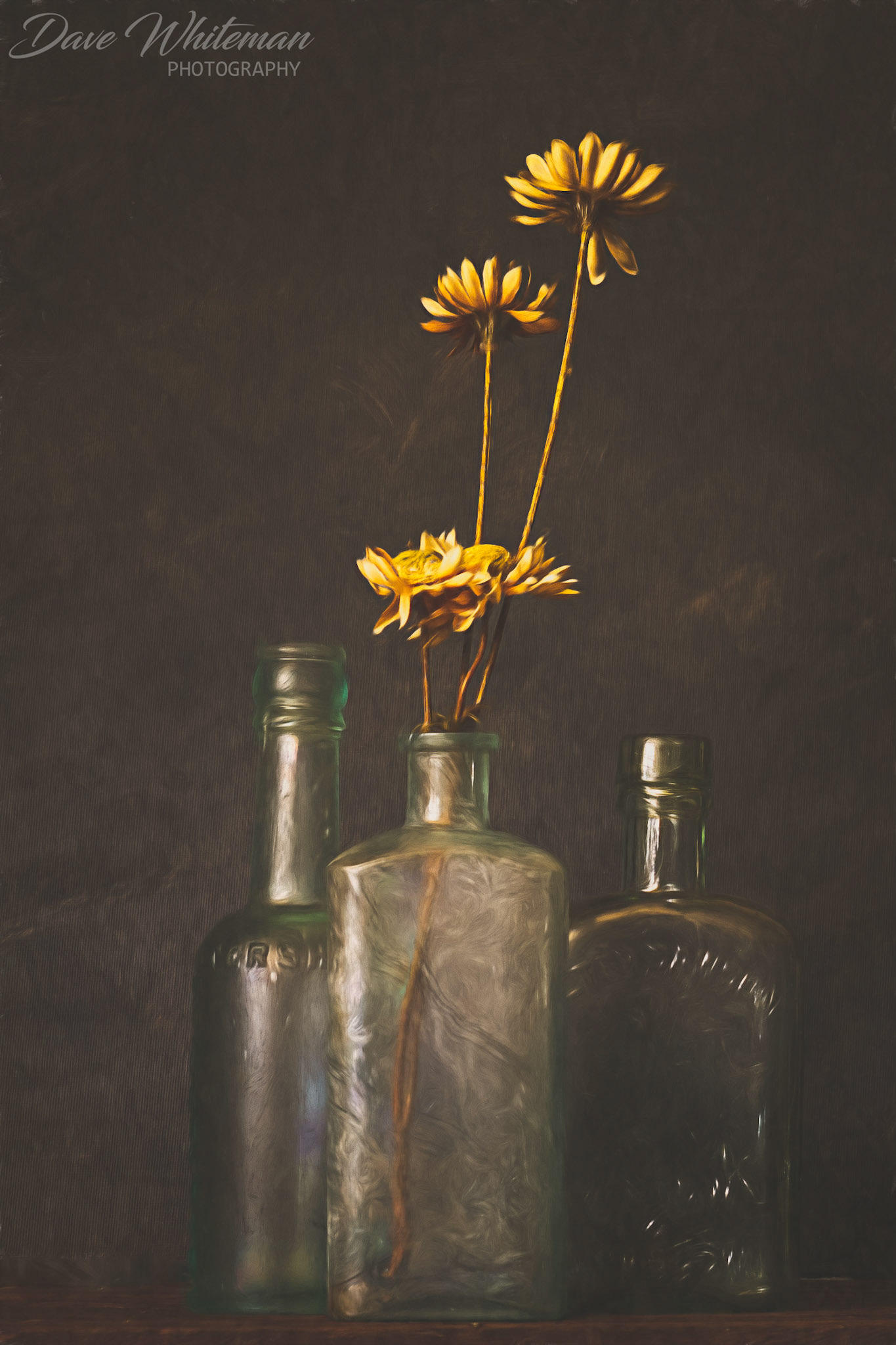 Dried Daisies