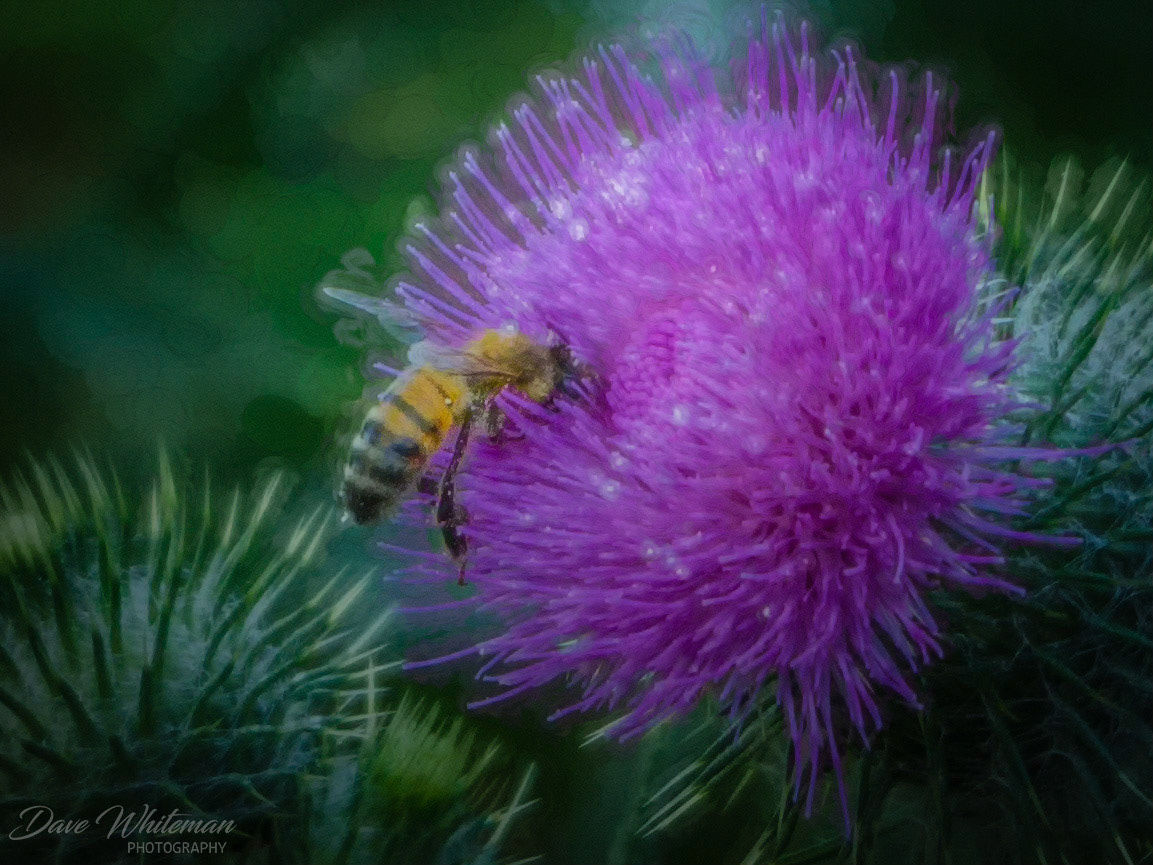 A bee collecting nectar on a Scotch Thistle head.