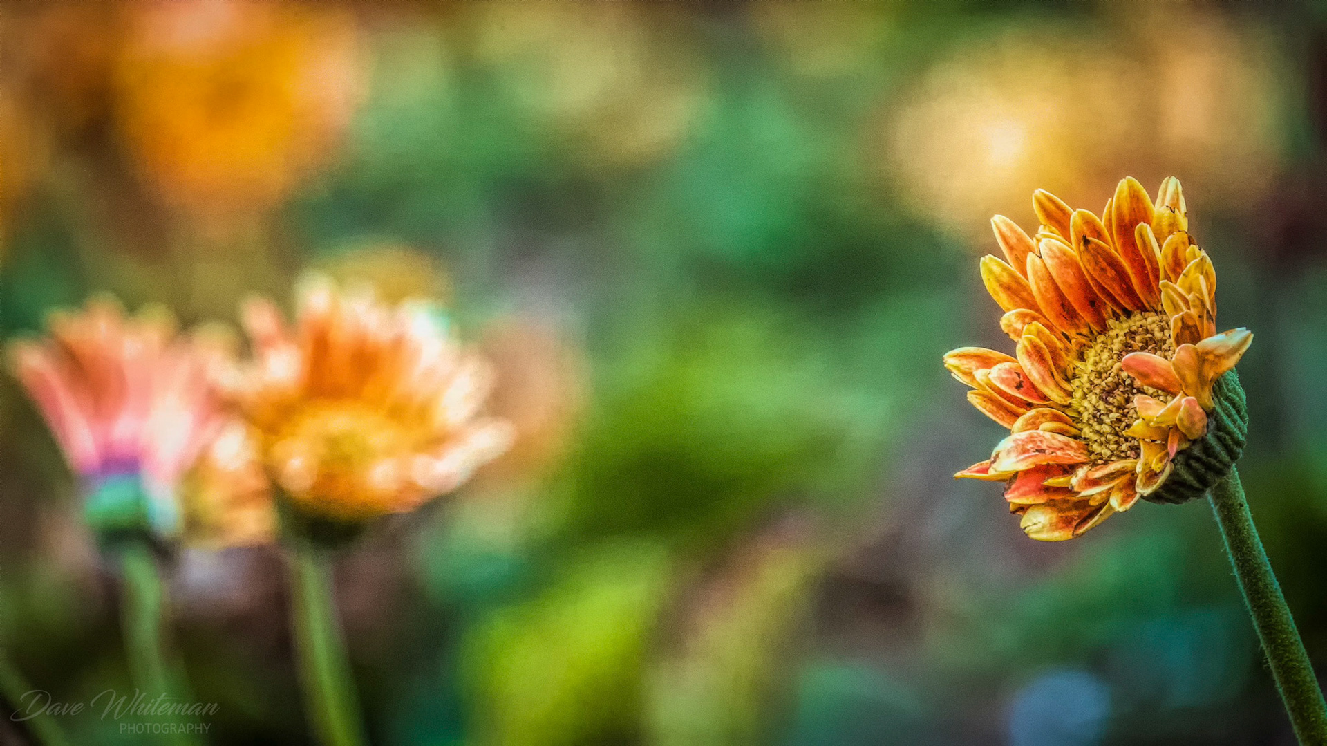 Gerbera garden on a Winters afternoon at Mt Tomah.