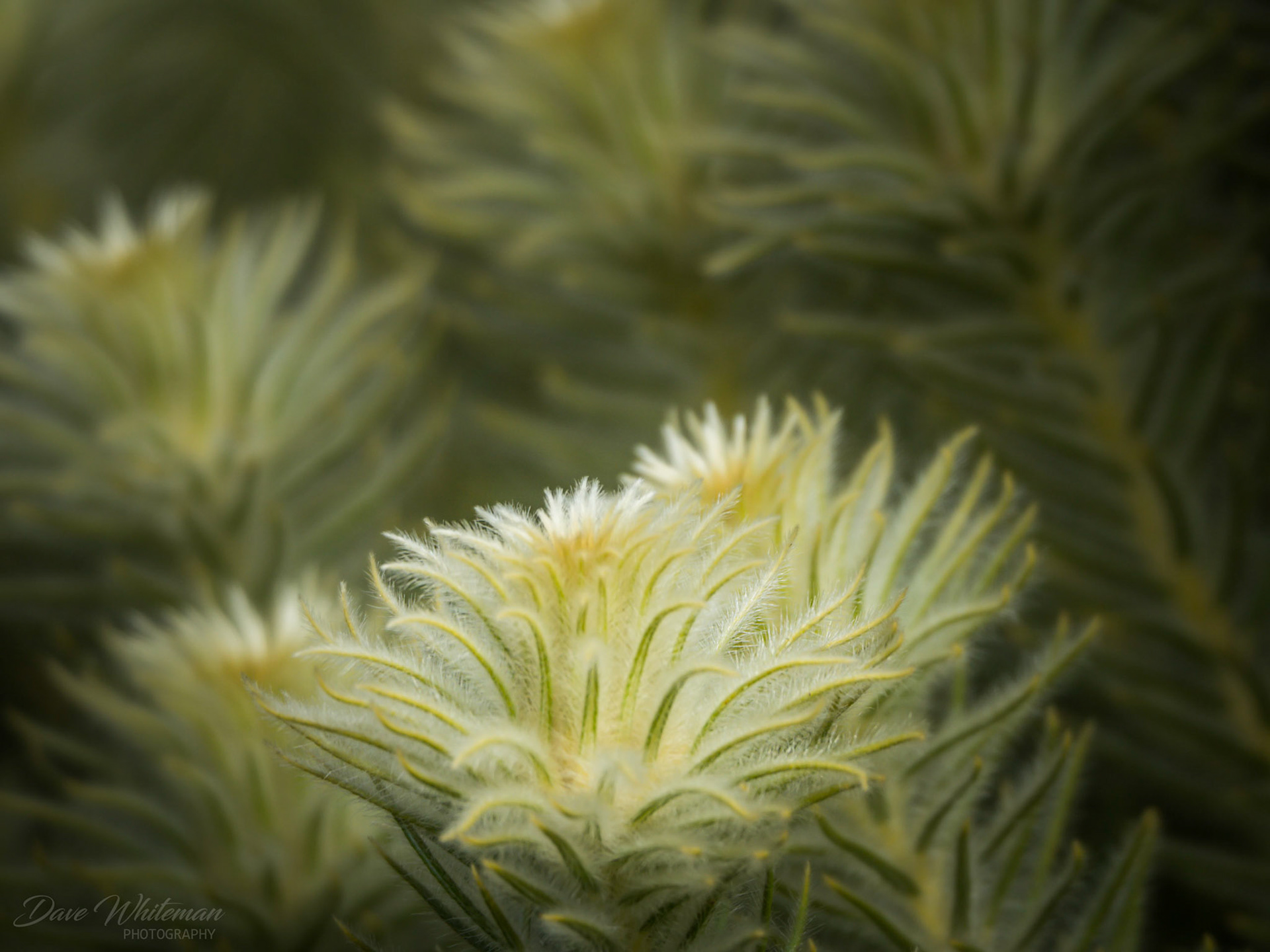 Colourful shrub at Mt Tomah Botanical Gardens.