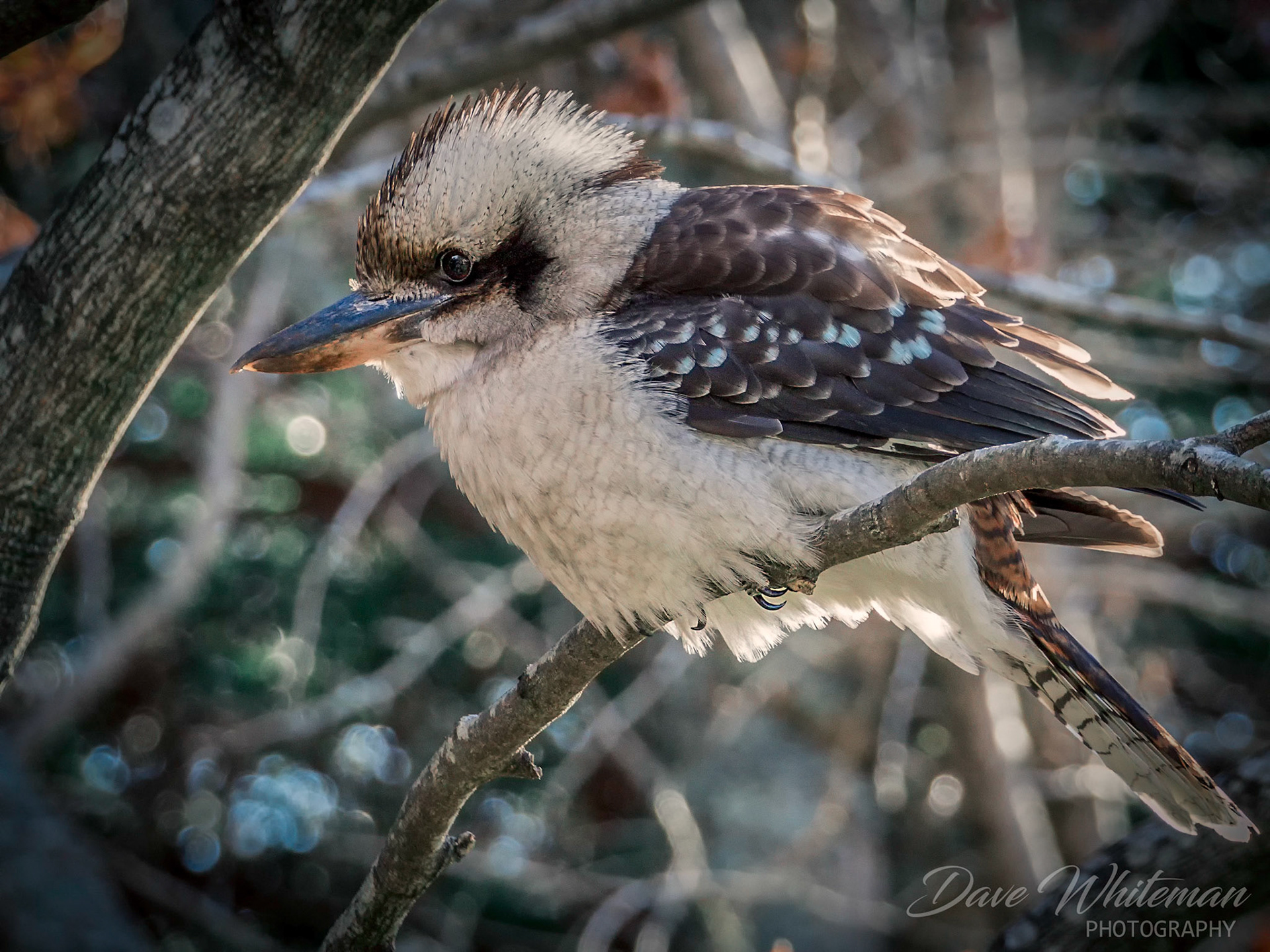 Kookaburra or Kingfisher hunting for small insects.