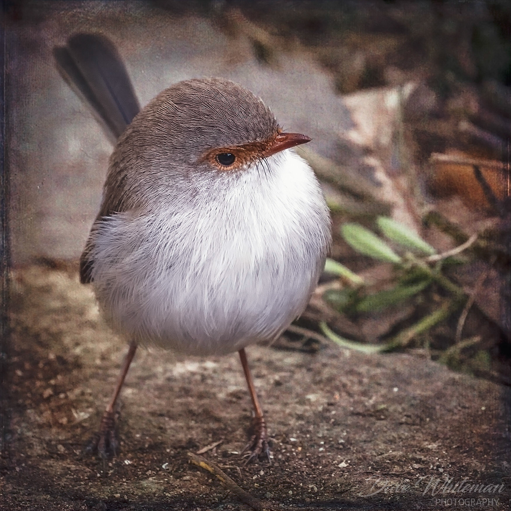 (Malurus cyaneus) female