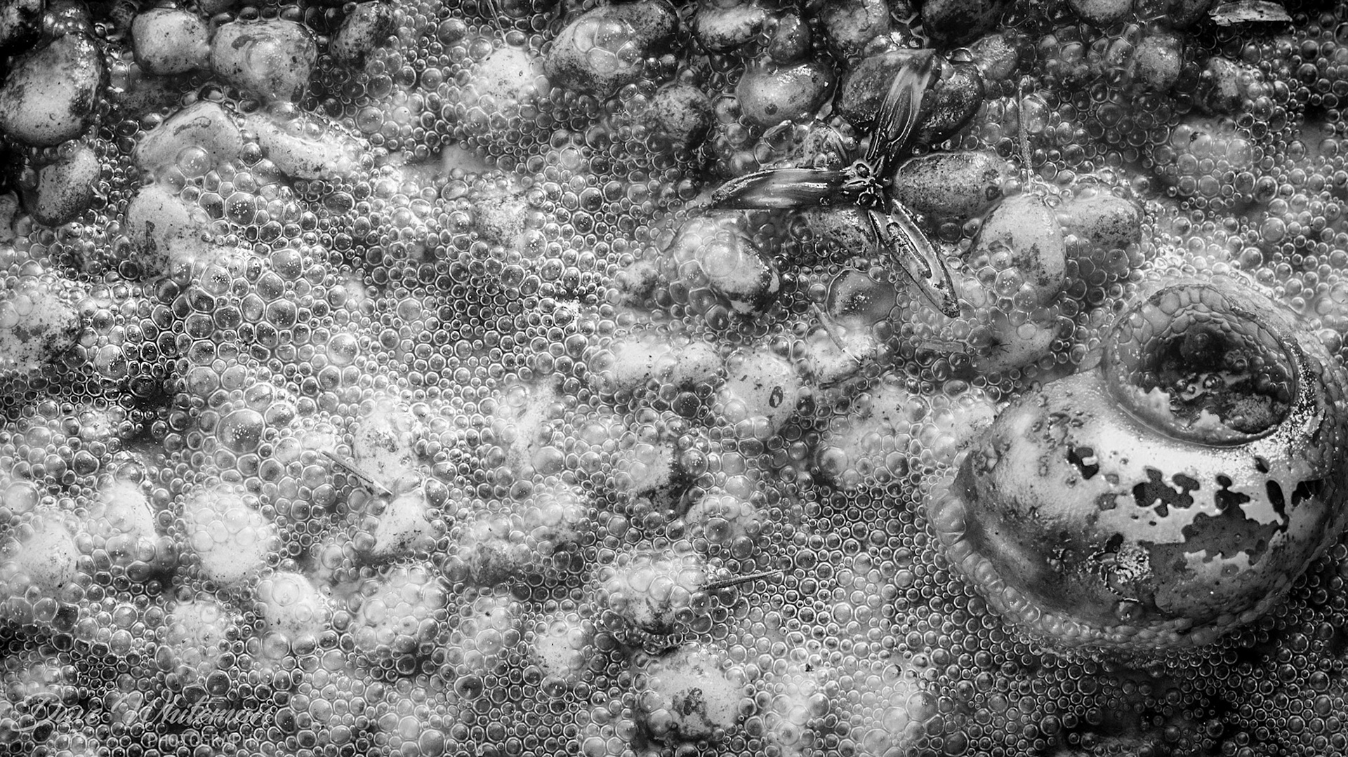 Dead snail and algae running rampant.