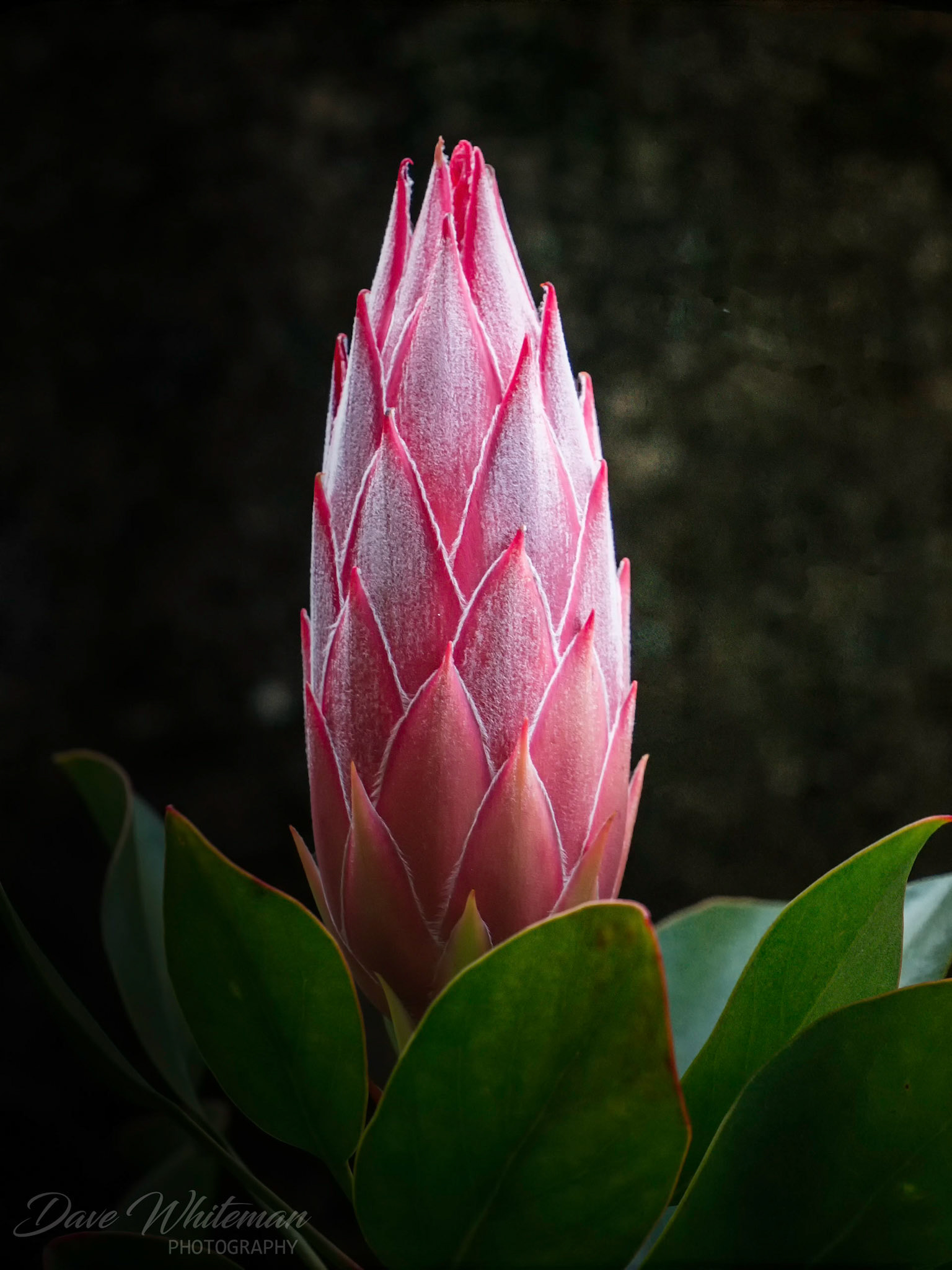 Protea ready to unfold.