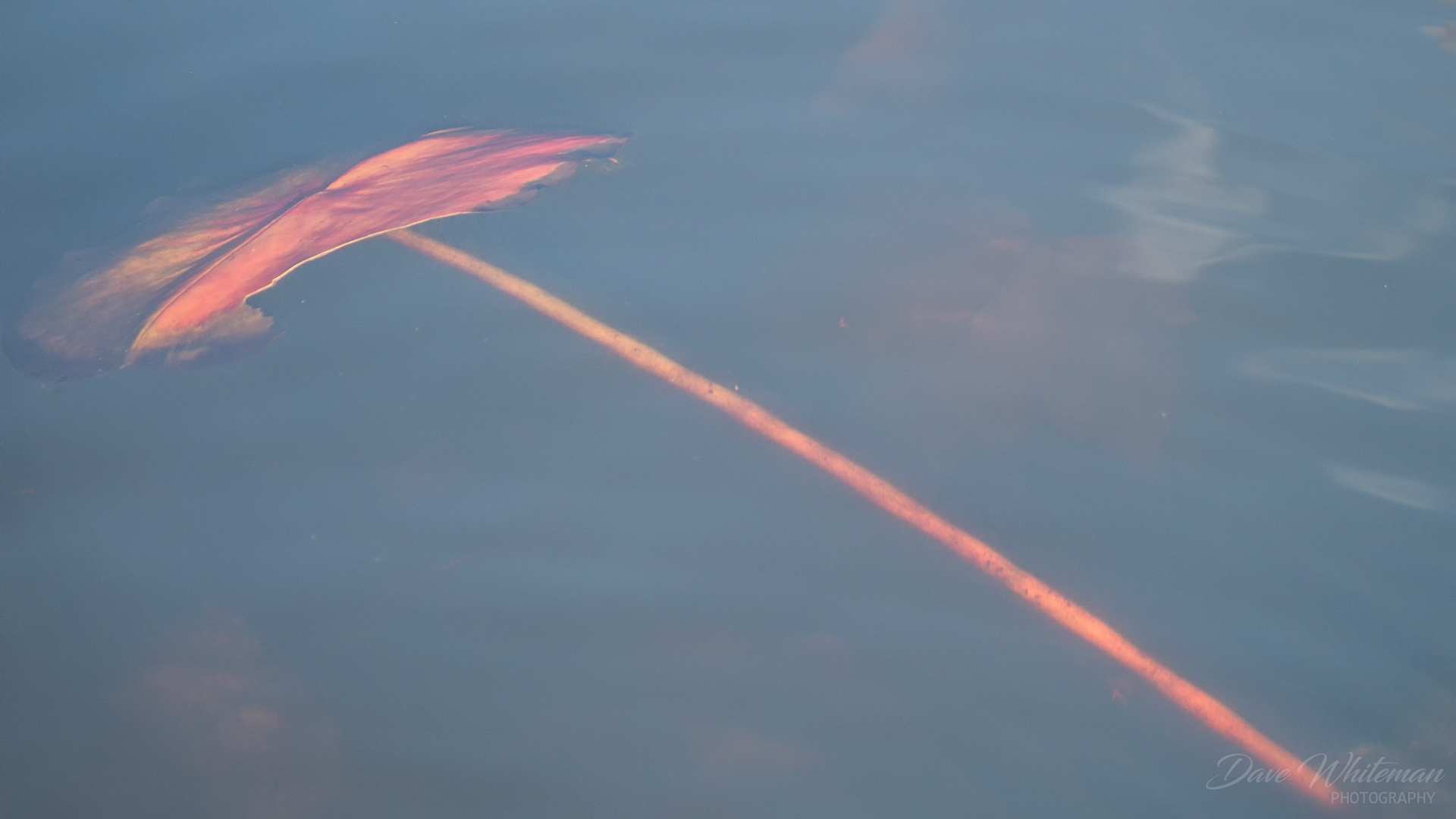 Submerged lilypad at Mt Tomah Botanical Gardens