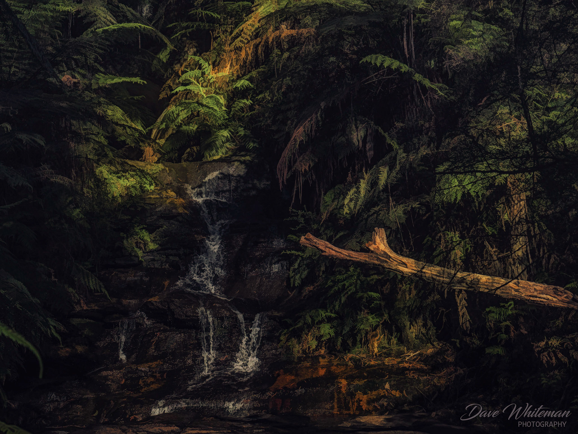 Early morning Leura Upper Cascades