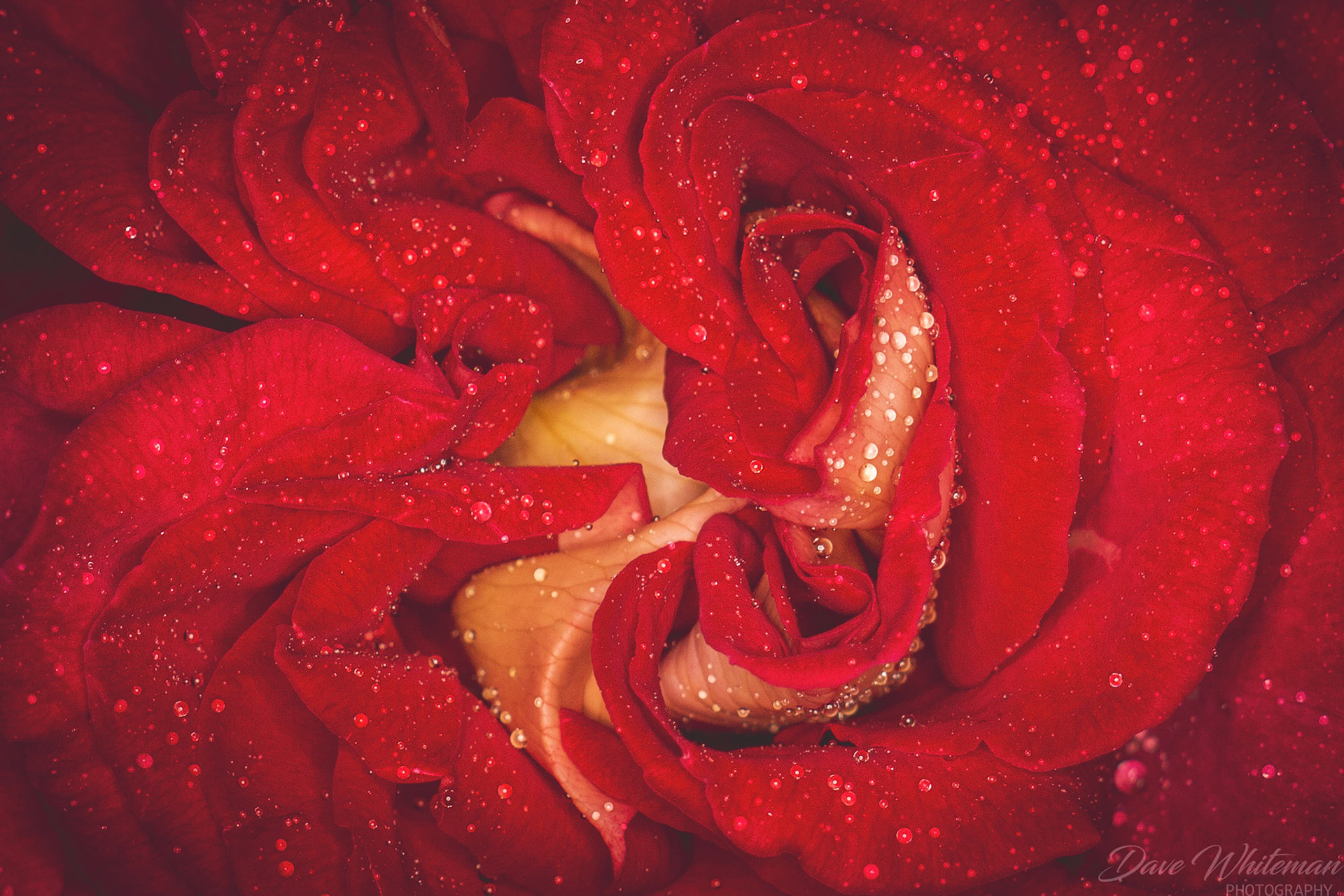 First Rose of Spring in my garden.