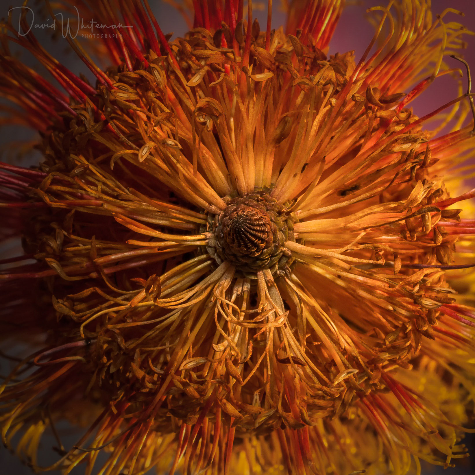 A Banksia (Australian Native Plant) seen from a different angle.