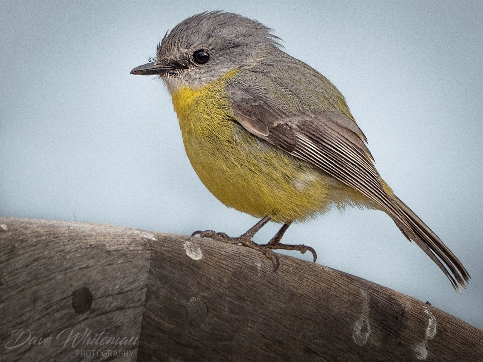 A brisk Winter wind howls across the Blue Mountains at the Mt Toman Botanical Gardens as this Eastern Yellow Robin tries to keep warm while looking for food.