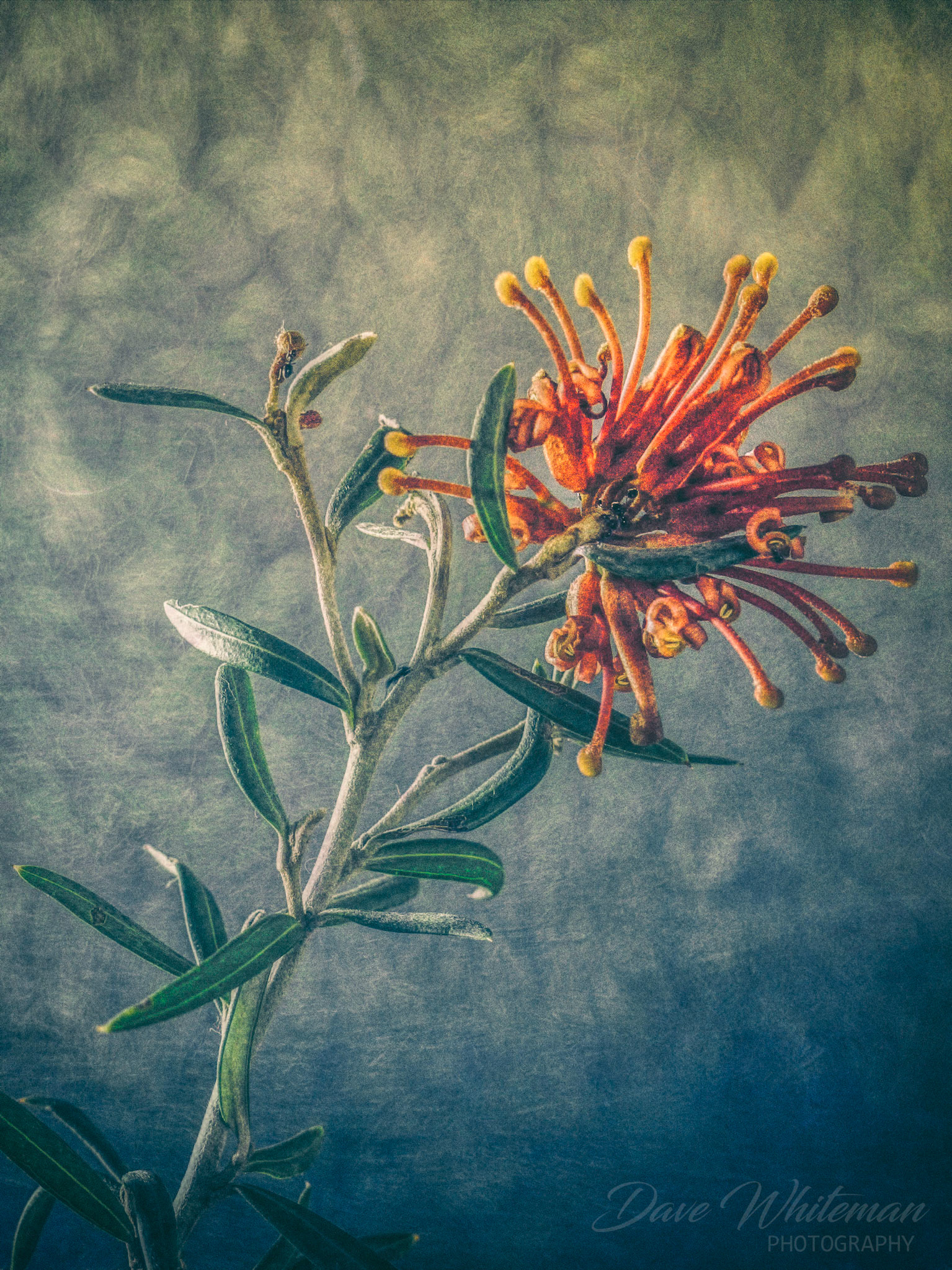 These Grevillea attract native birds to my backyard and bring my garden alive.