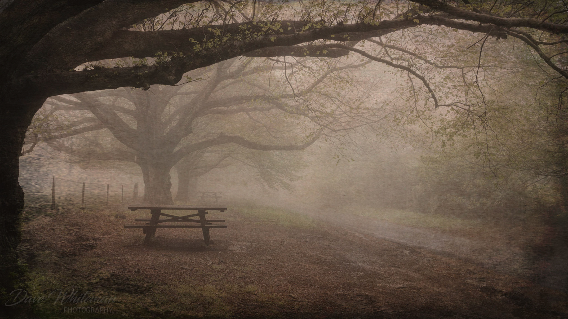 Heavy morning mist along Waterfall Road at Mt Wilson.