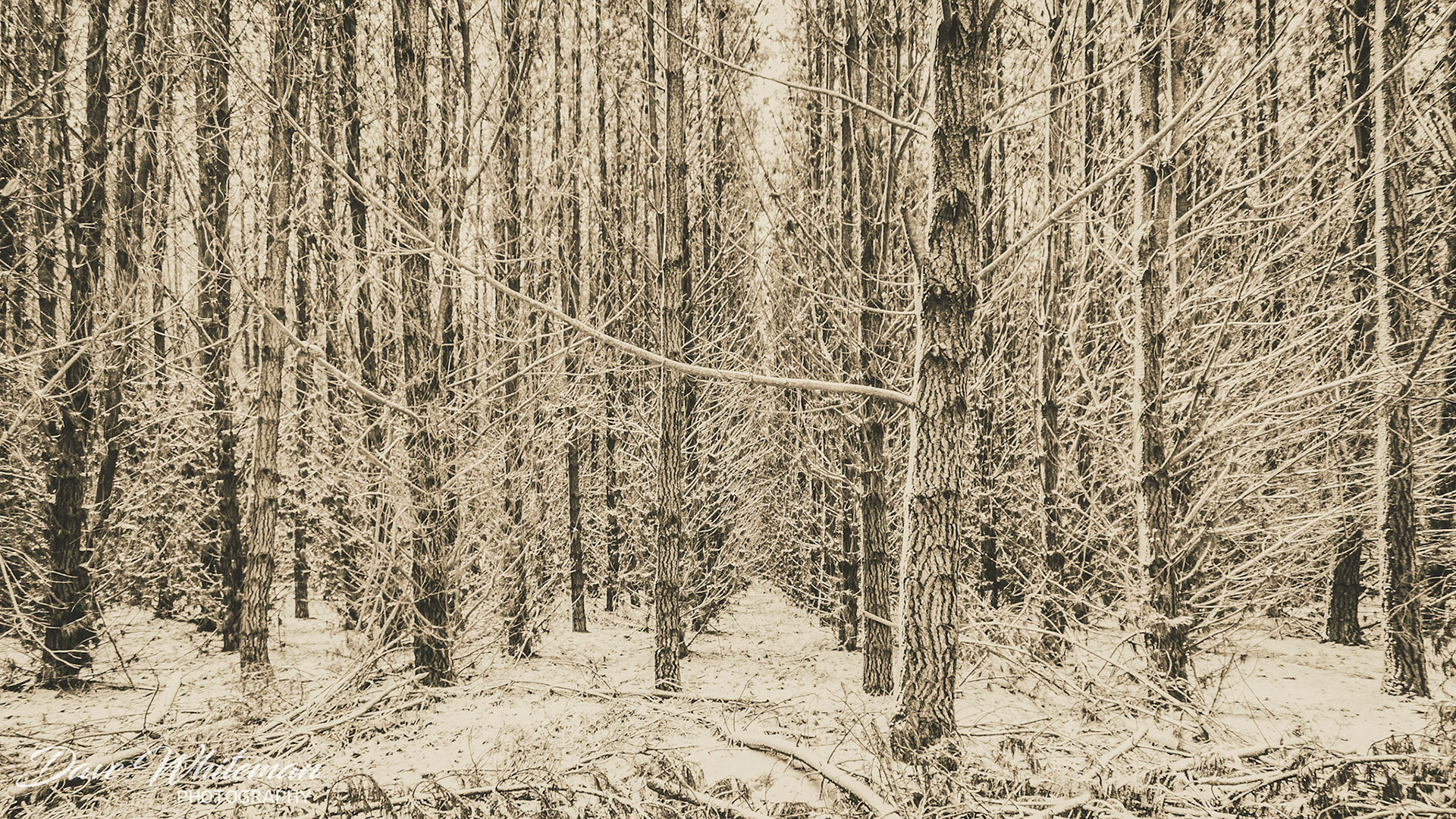 Pine forest near Edit aftr snow.