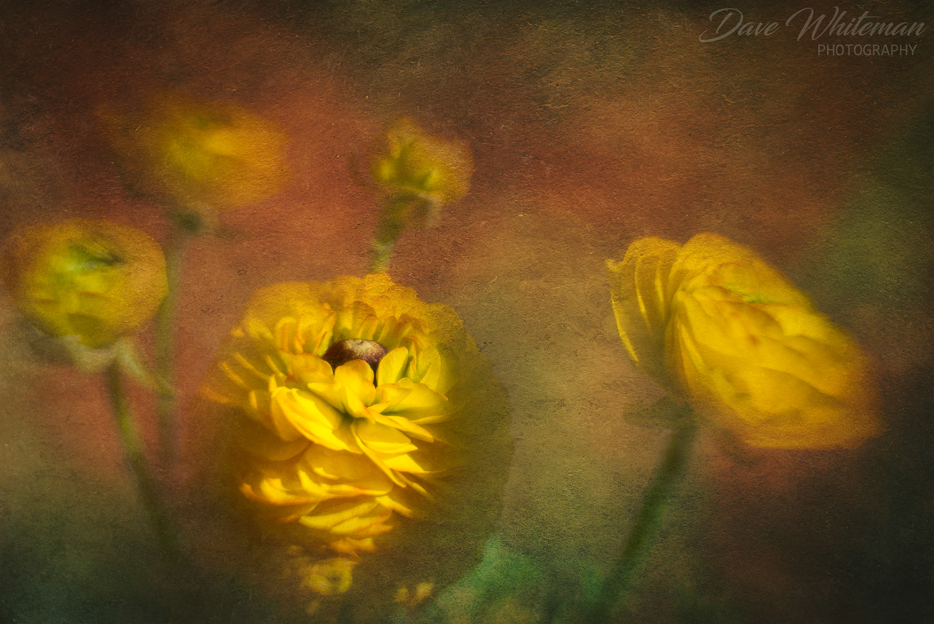 Rununcula basking in the morning sun.